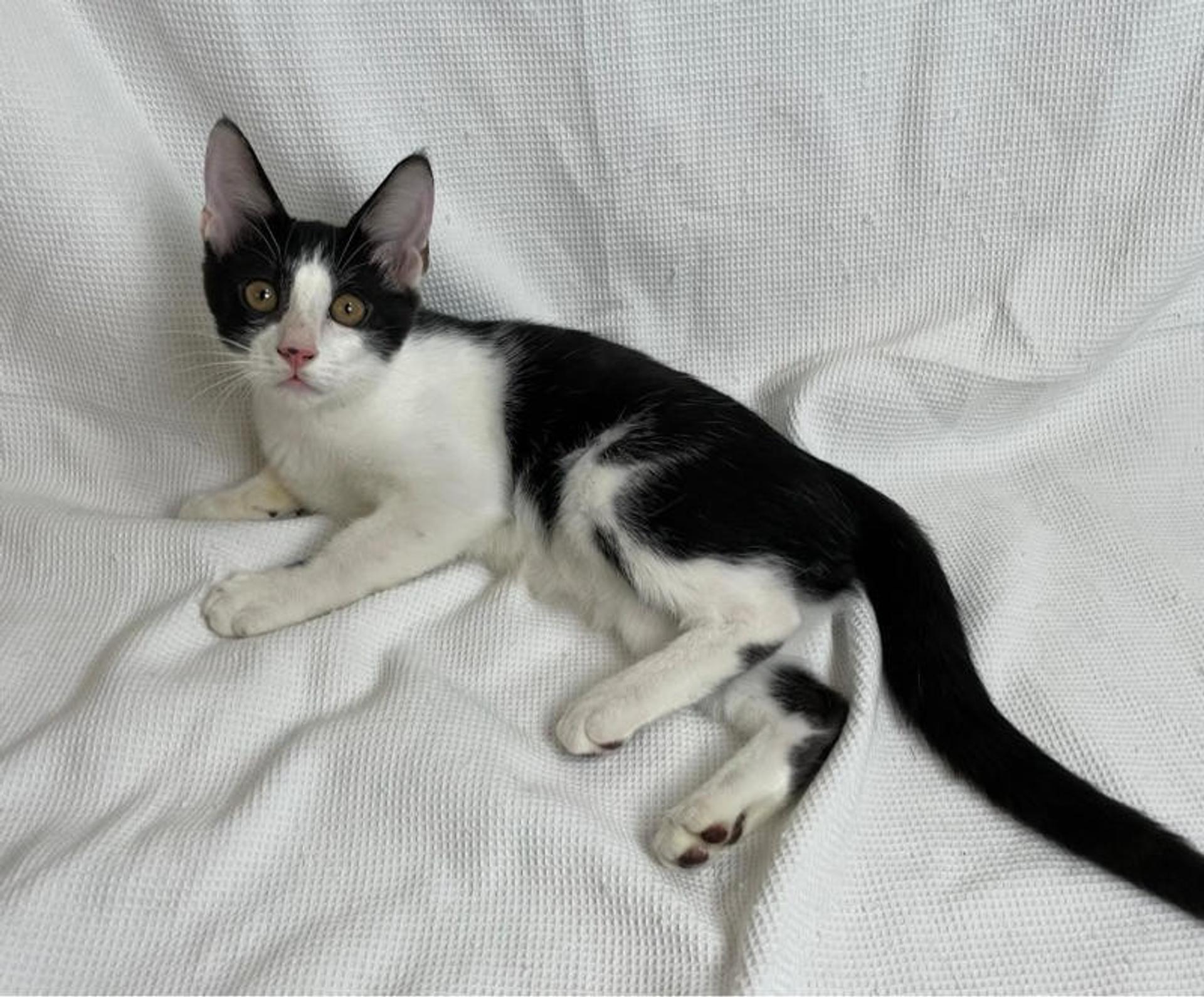 pet-image-3