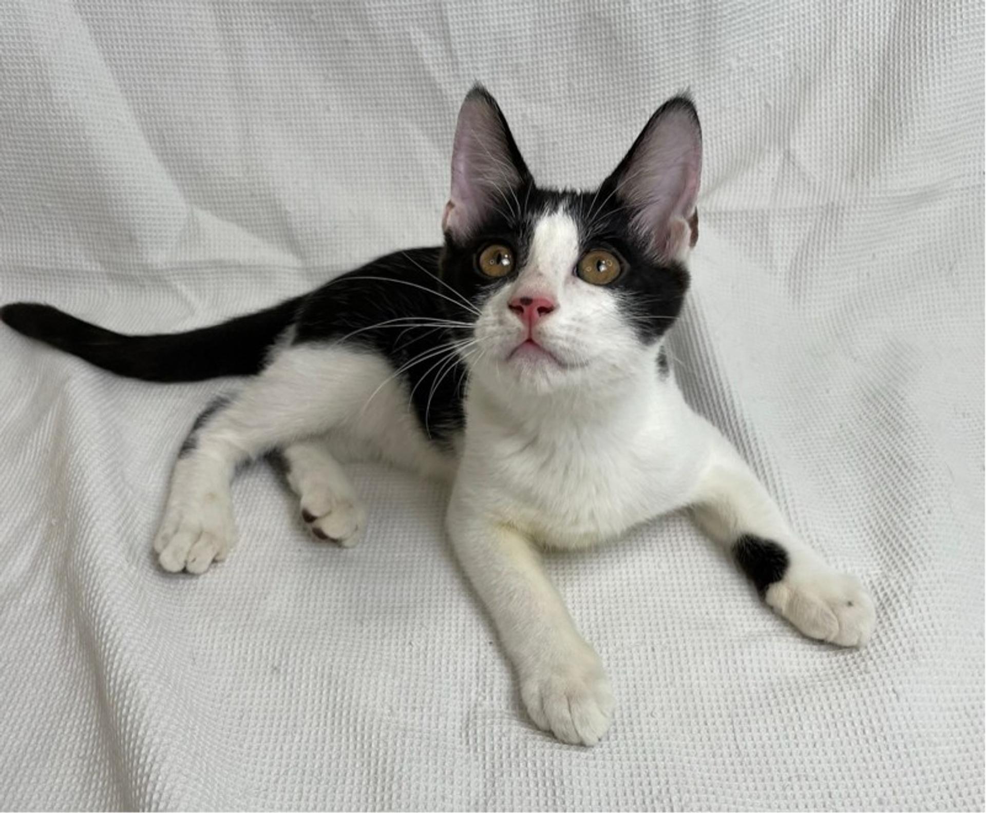 pet-image-4