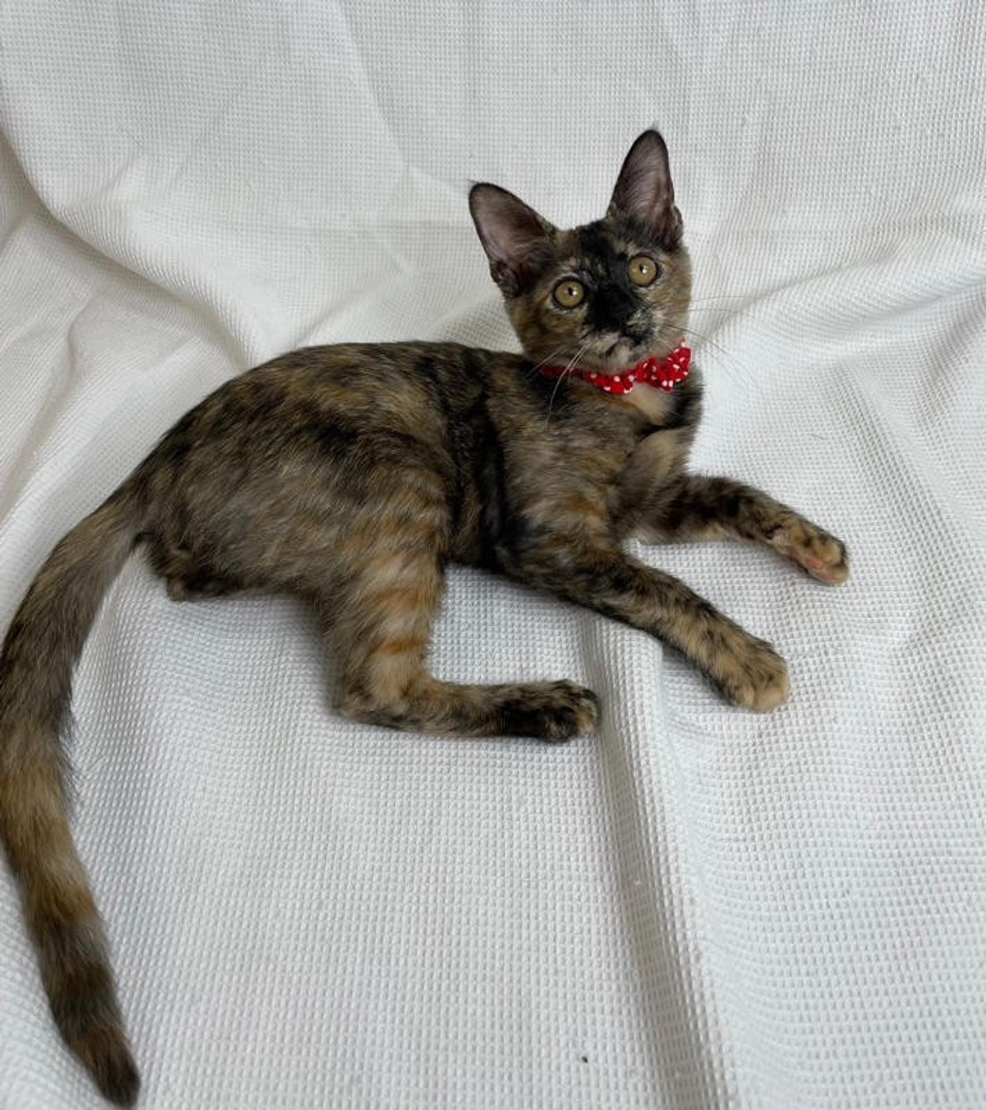 pet-image-5