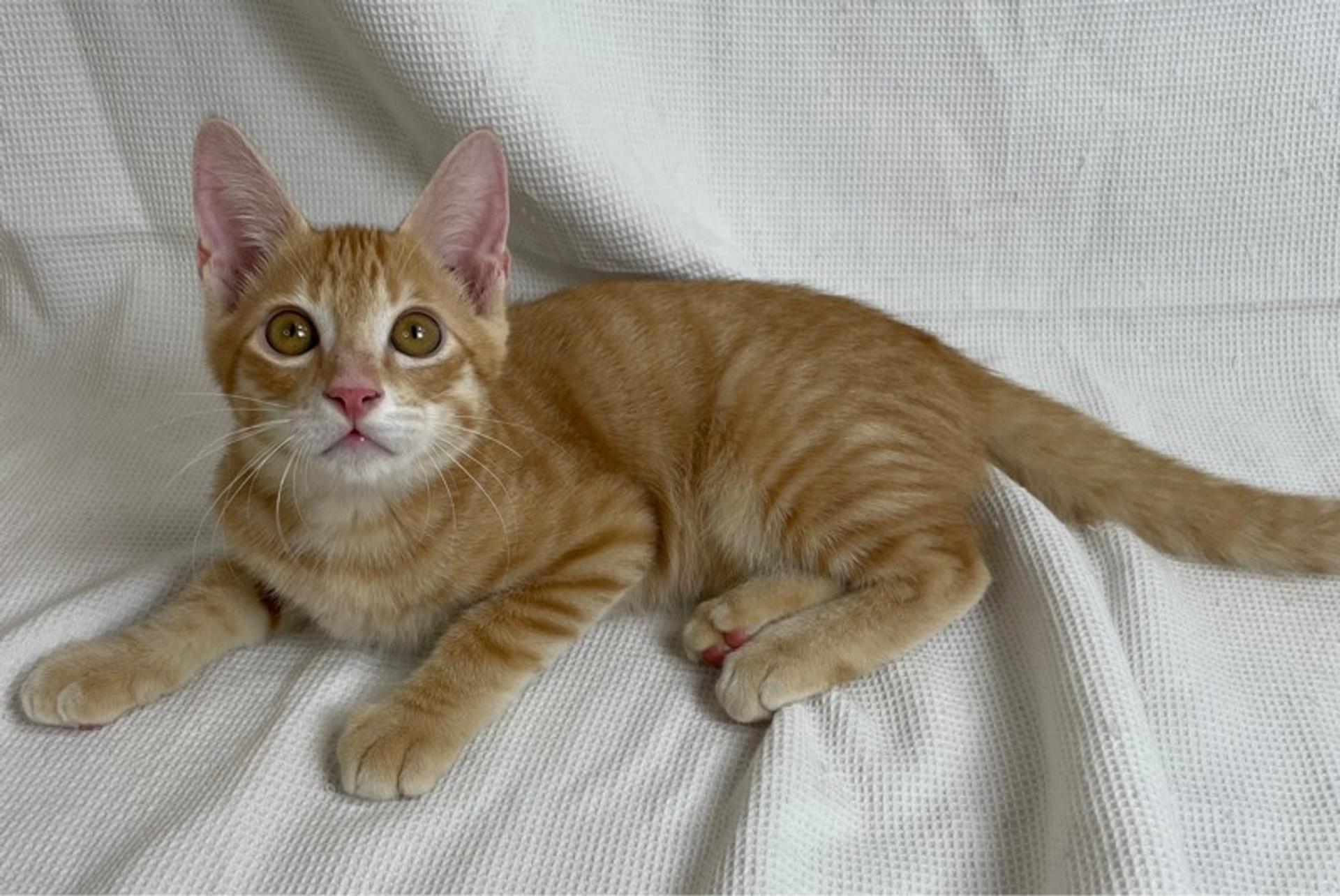 pet-image-3