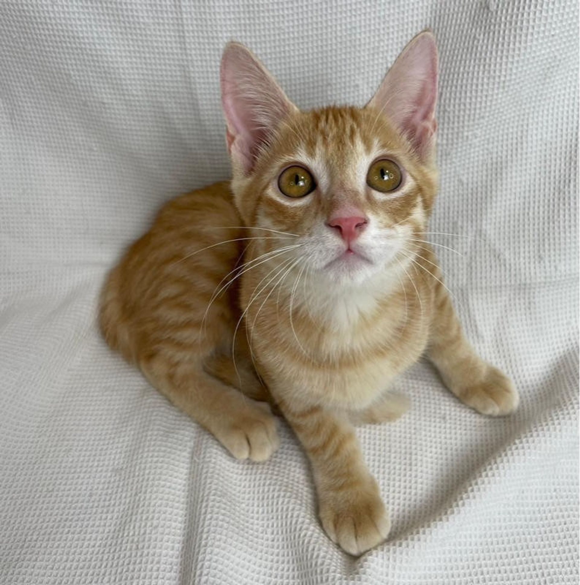 雑種（ミックス猫）・オスの里親募集の写真
