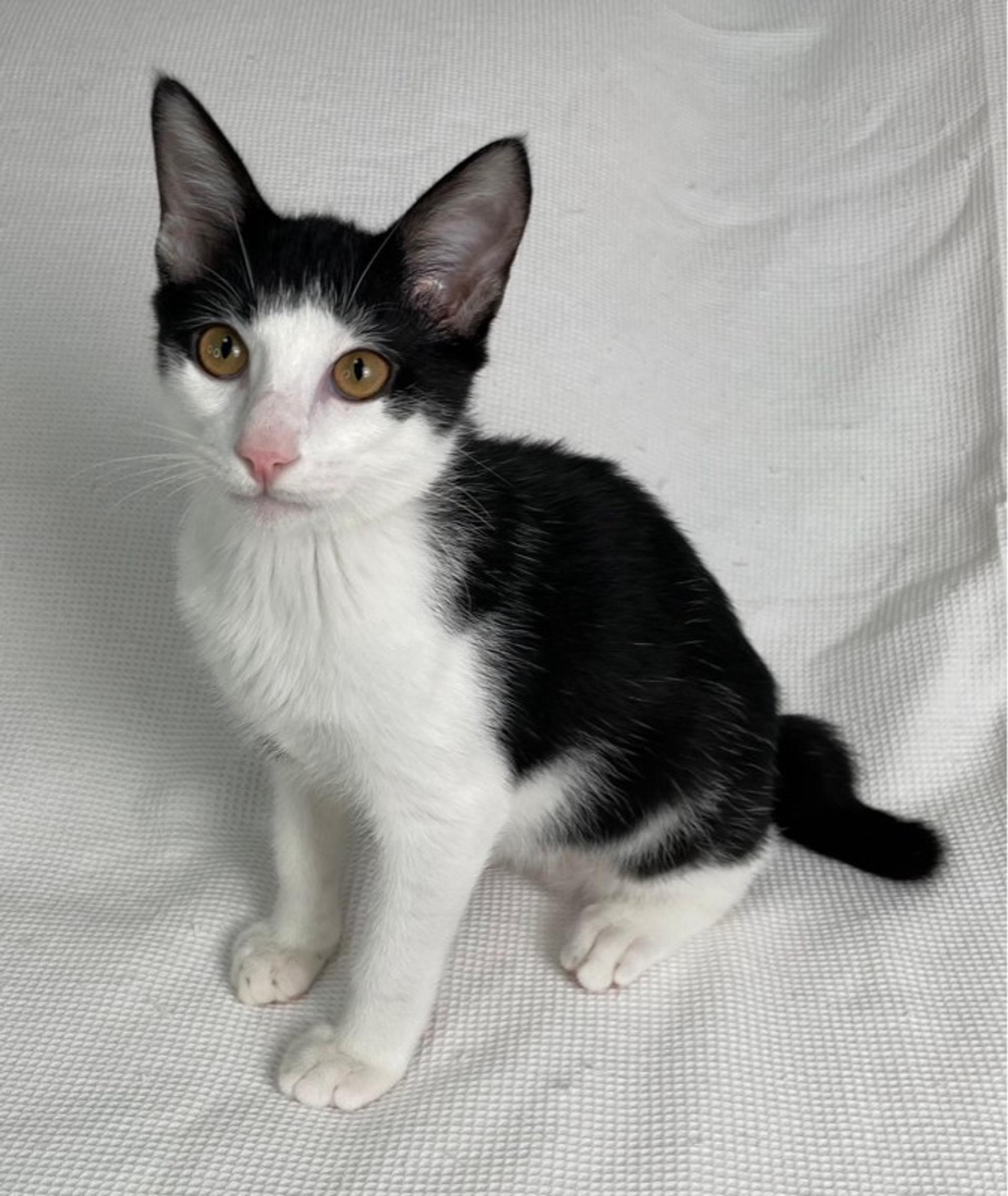 pet-image-5