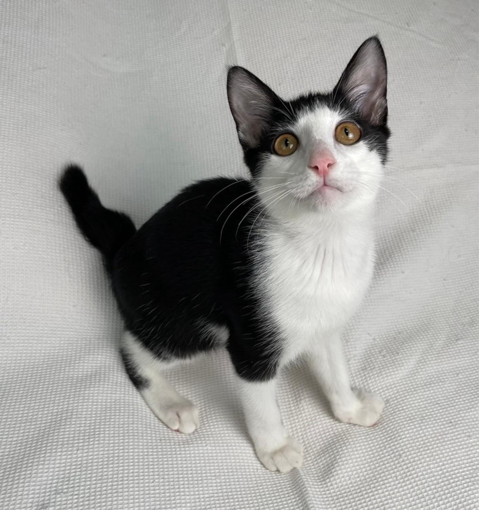 pet-image-4