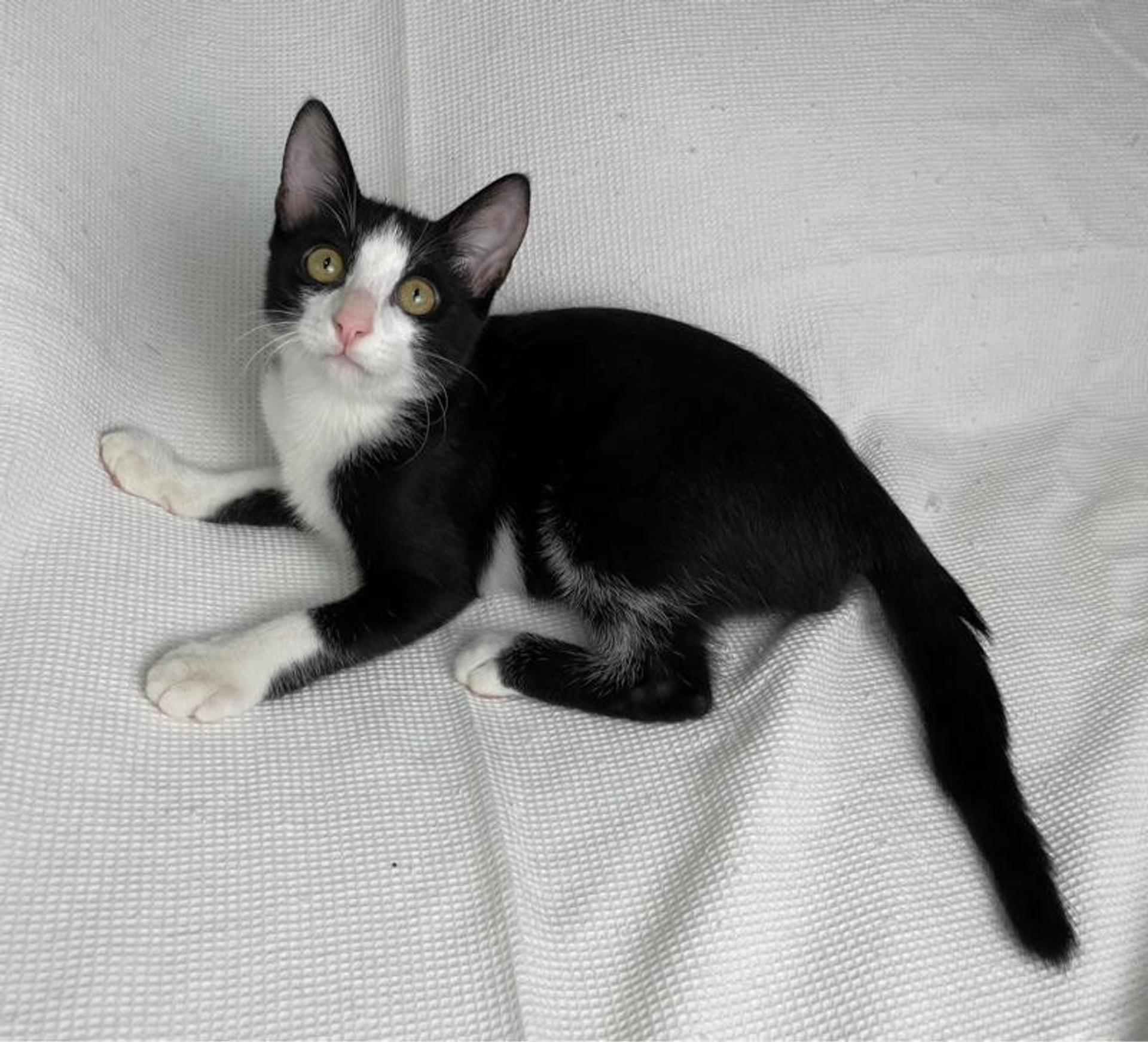pet-image-3