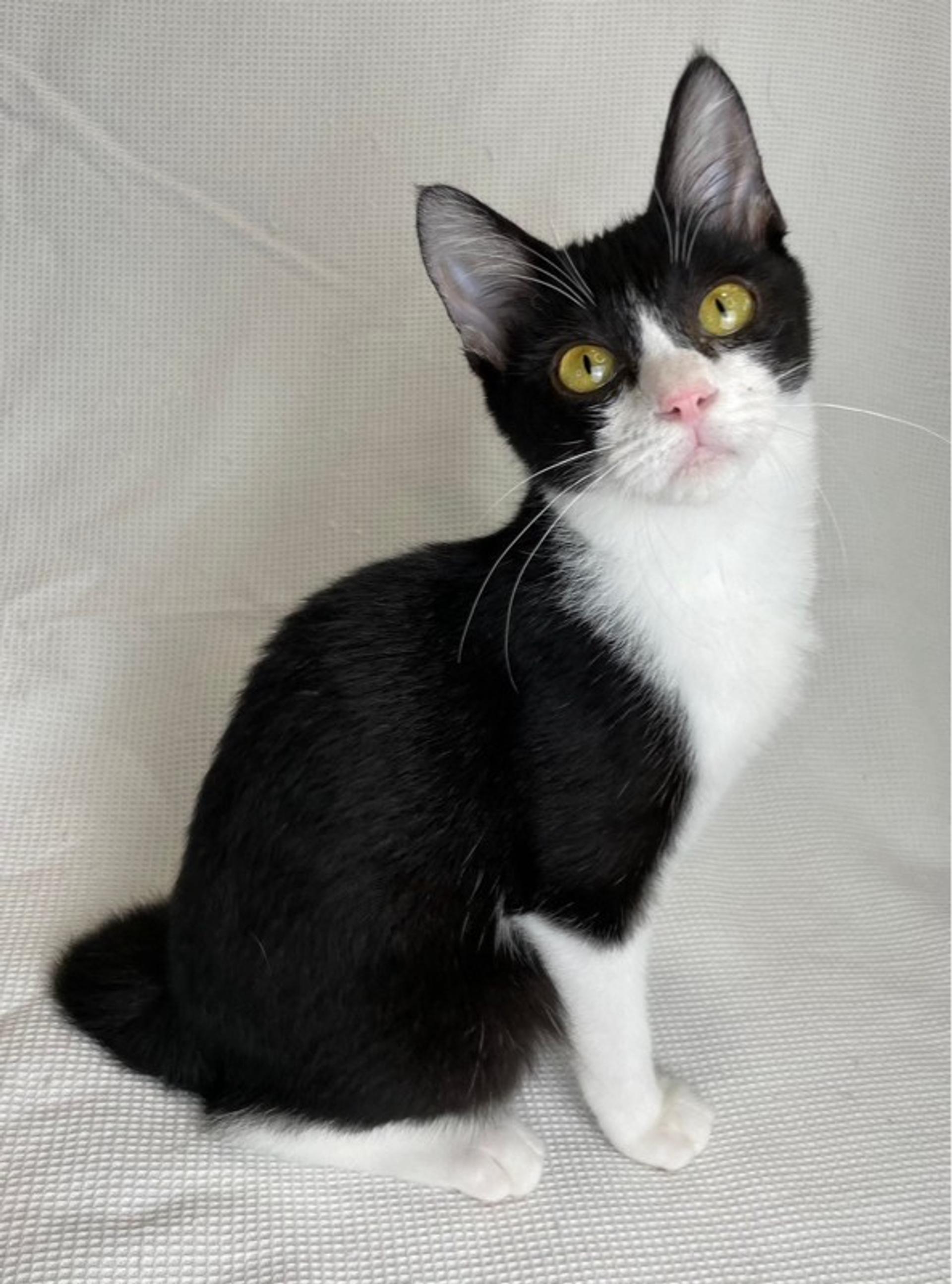 pet-image-2