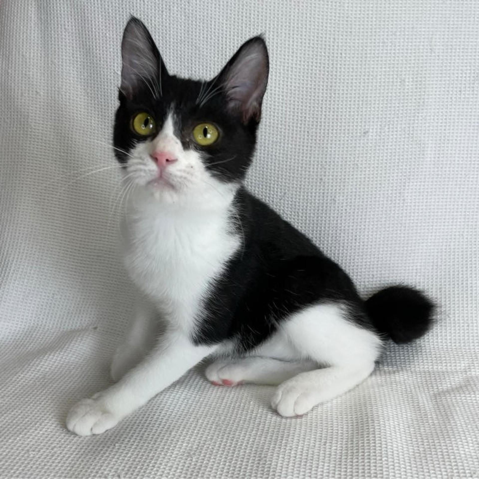 pet-image-3
