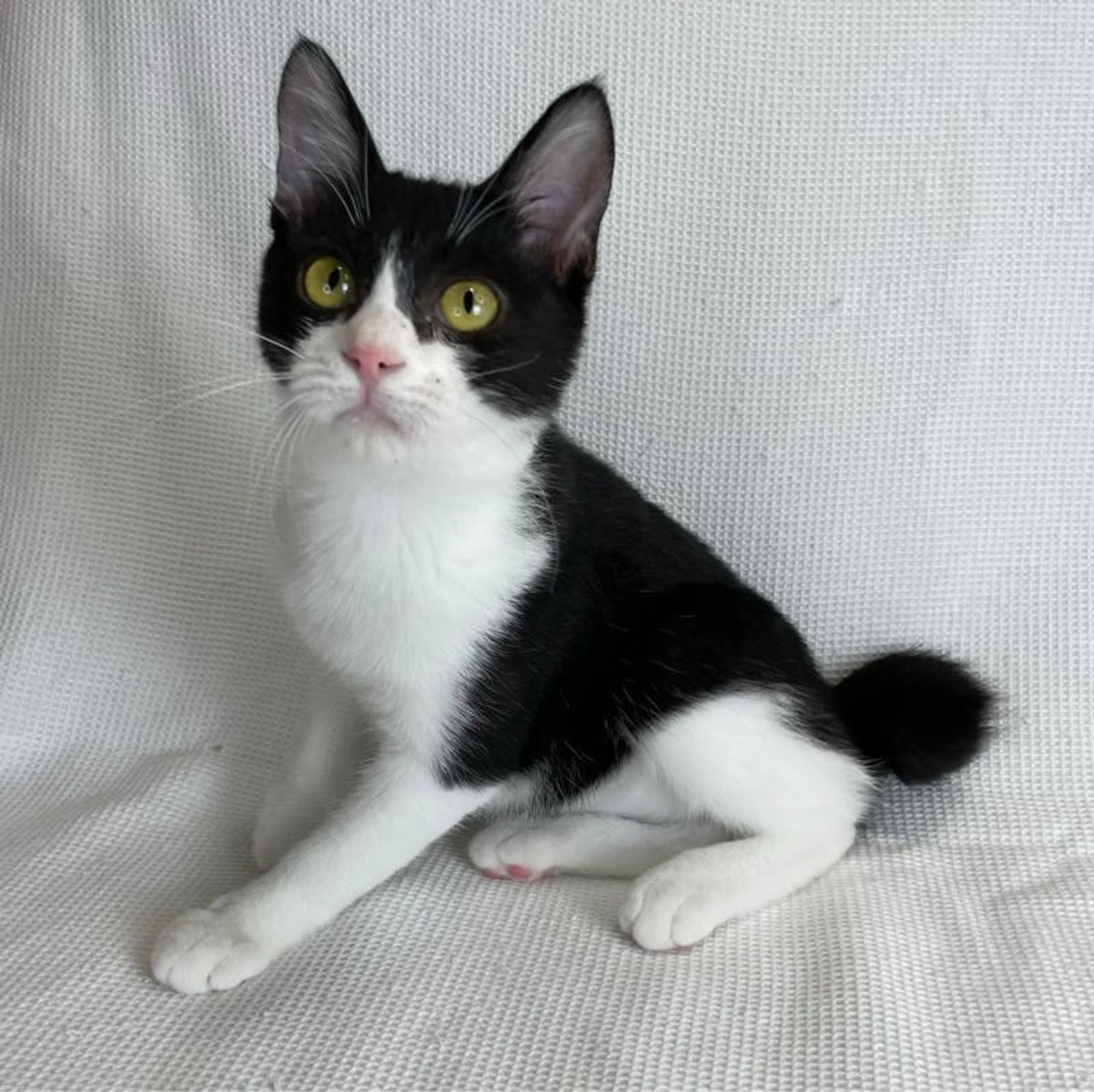 pet-image-3