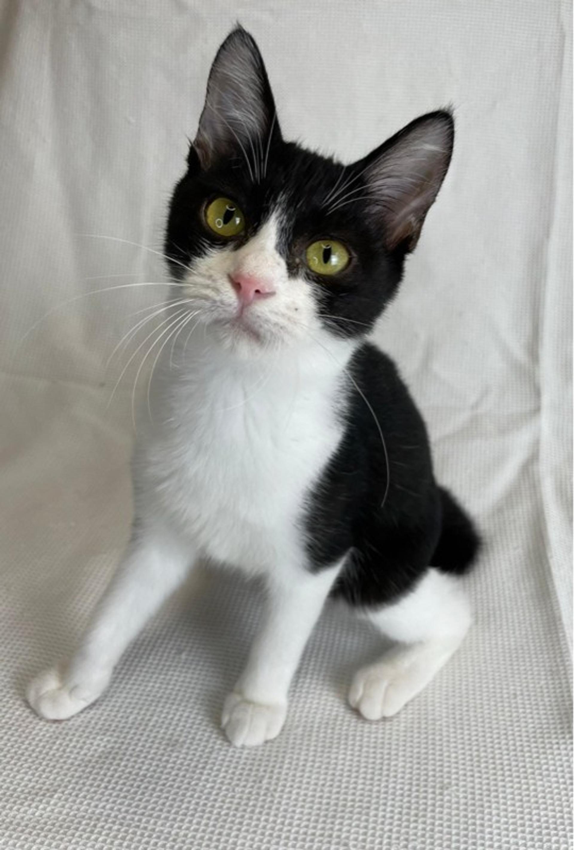 pet-image-4