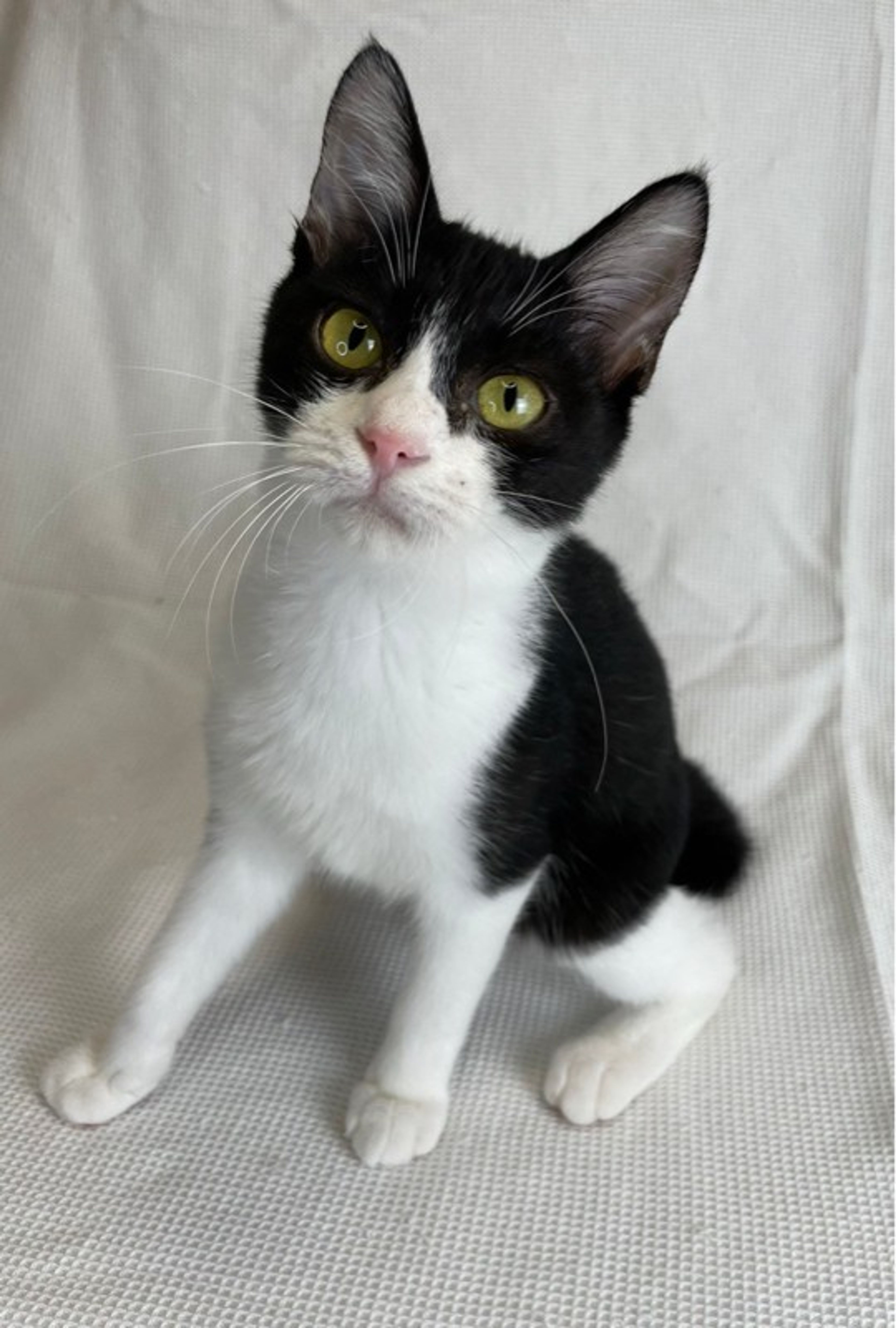 pet-image-4