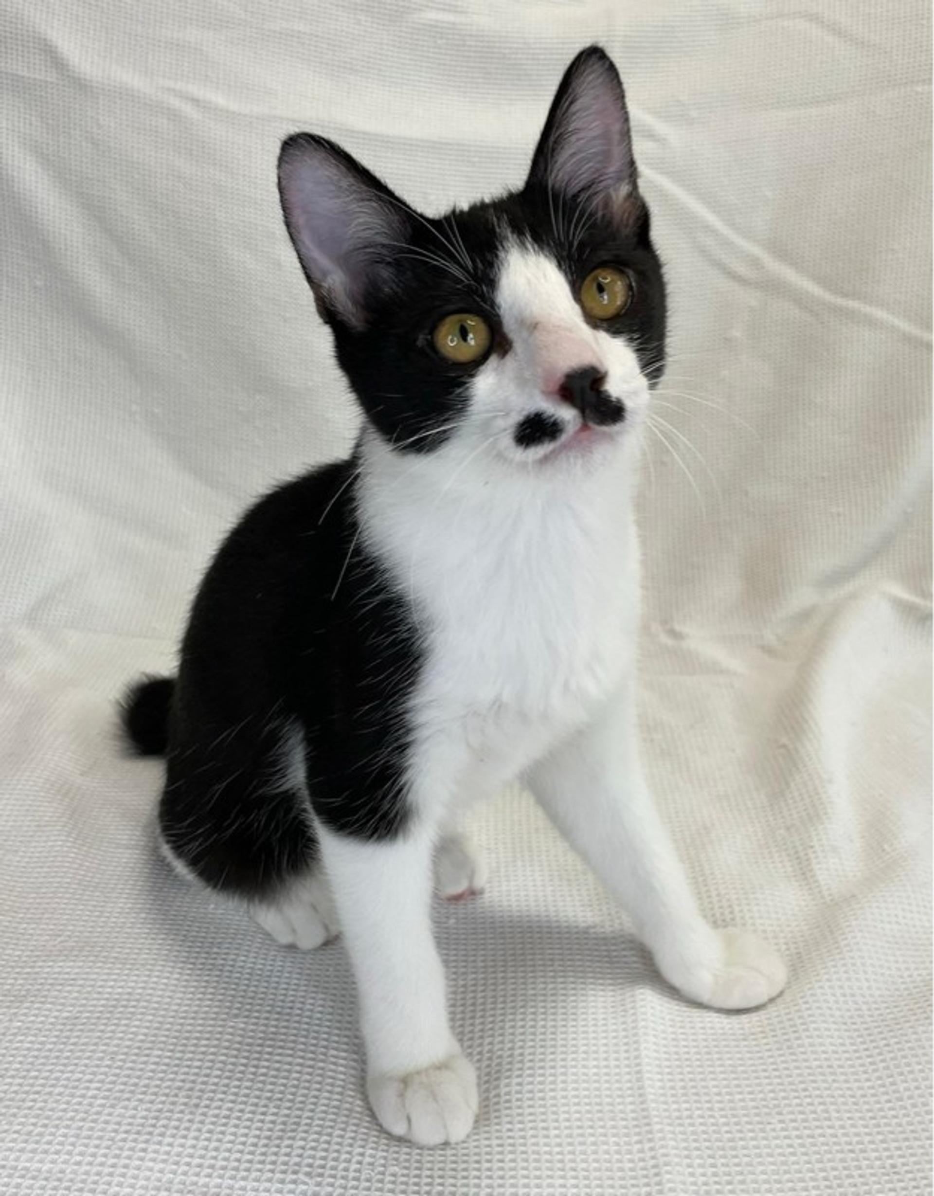 pet-image-5