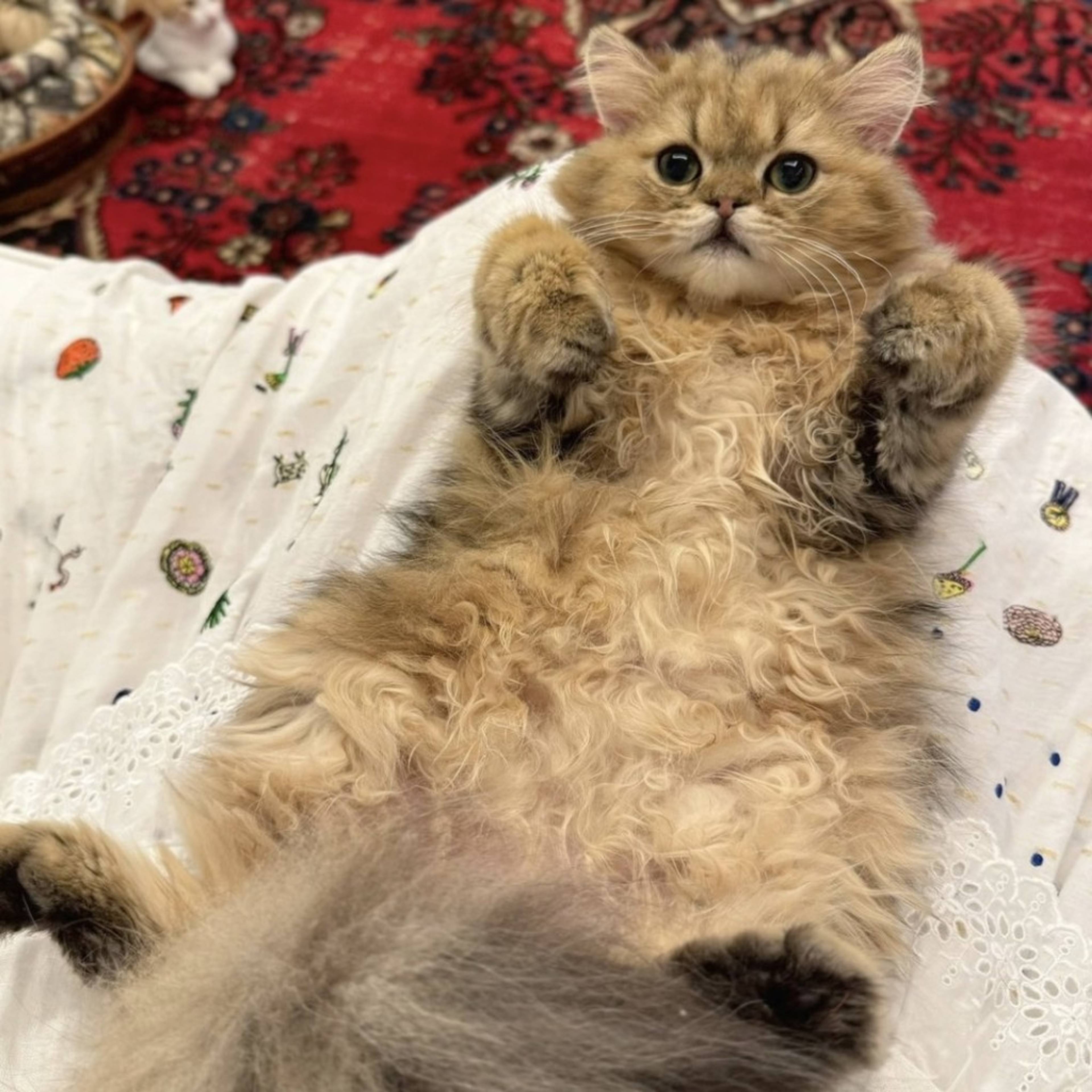 ペルシャ・オスの里親募集の写真