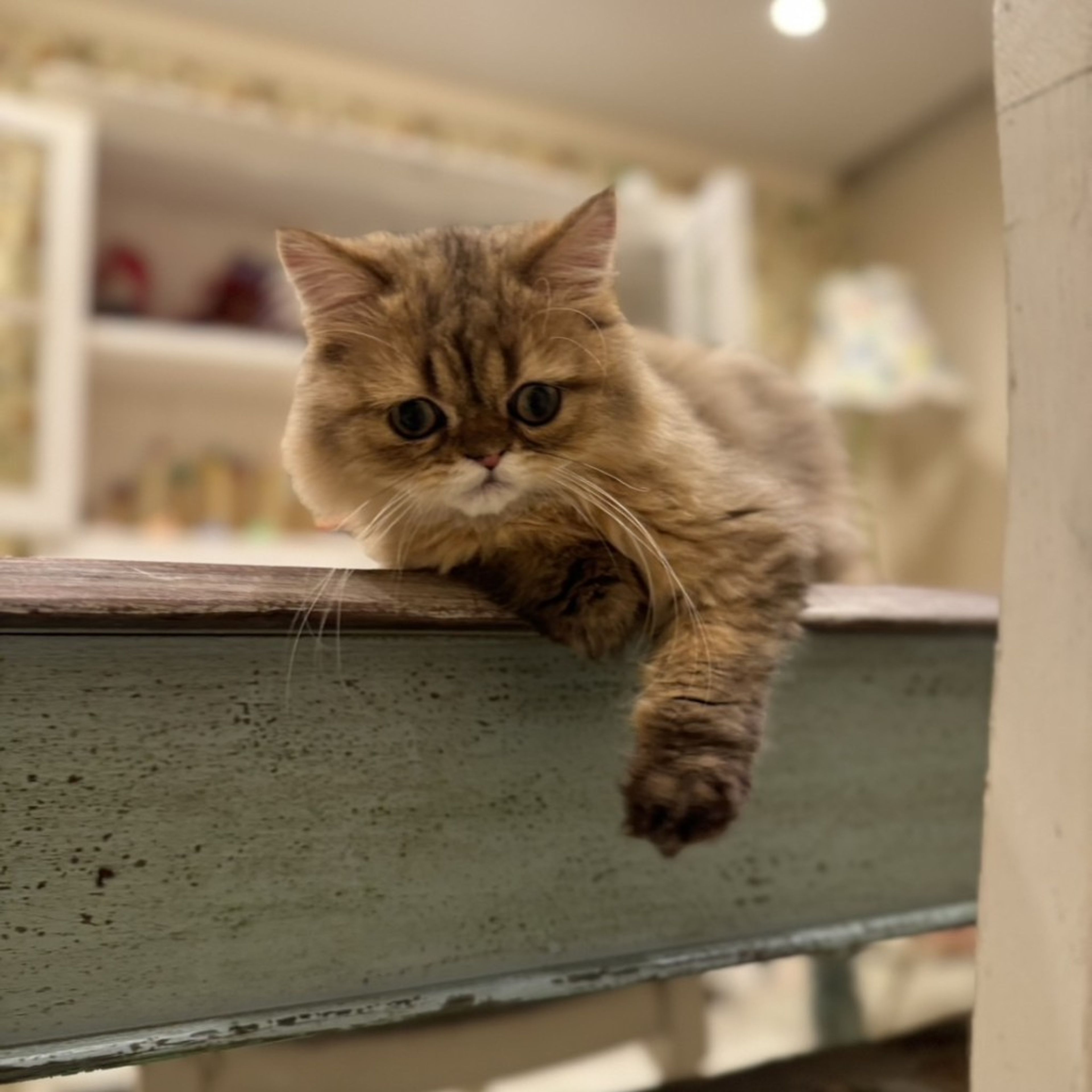 pet-image-2