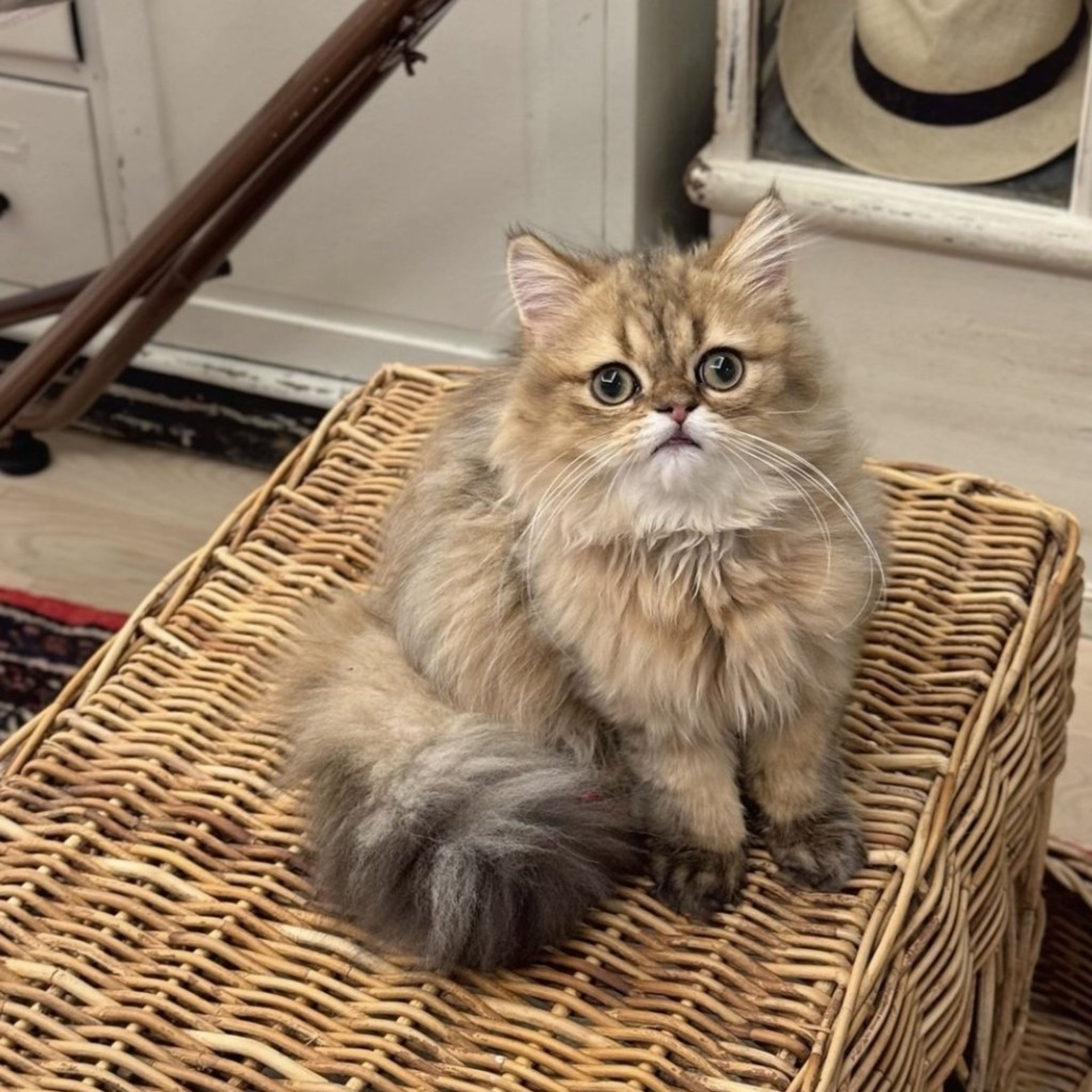 ペルシャ・オスの里親募集の写真