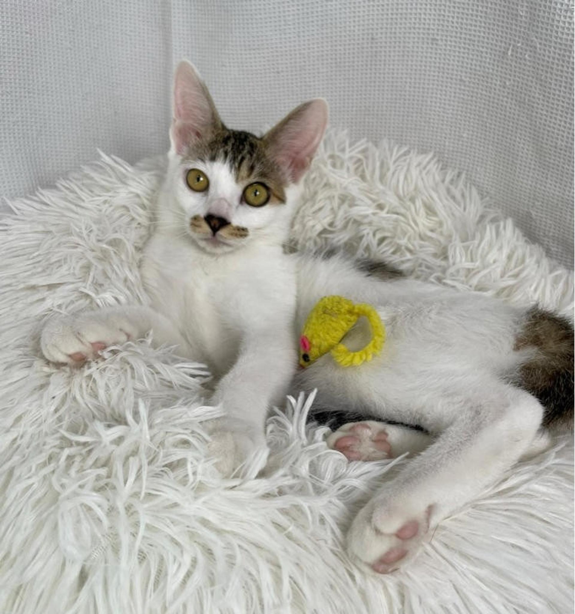 pet-image-3