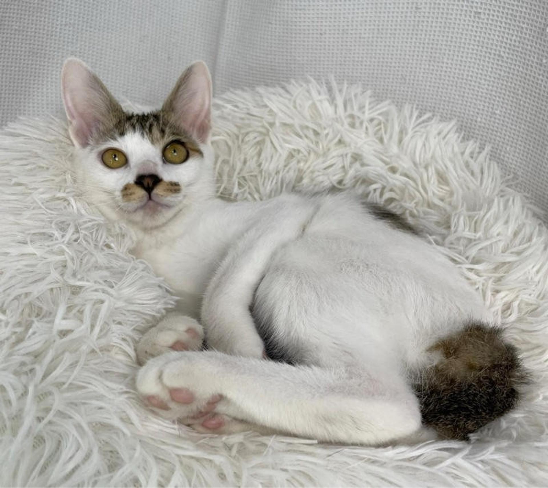 pet-image-4