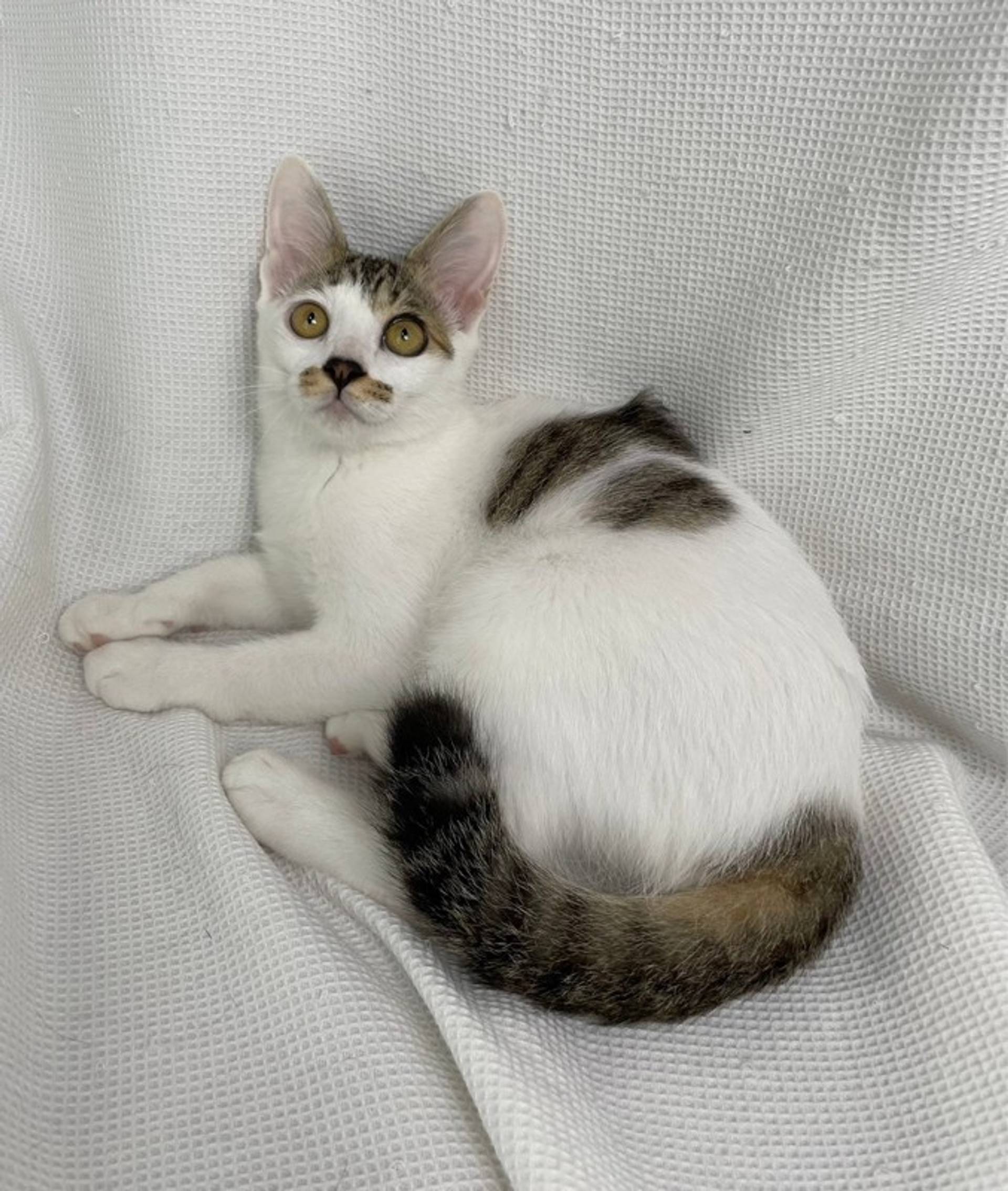 雑種（ミックス猫）・メスの里親募集の写真