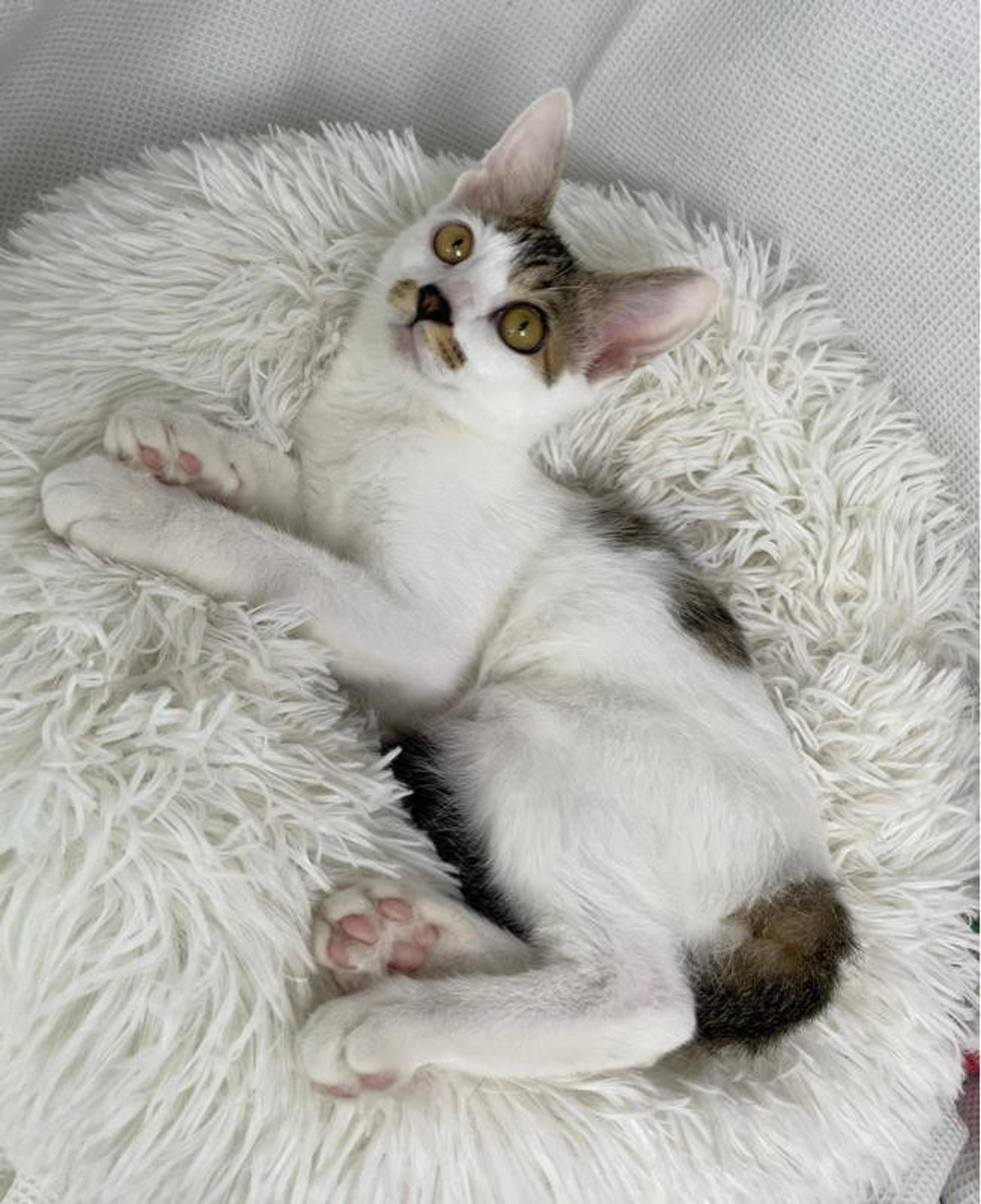 pet-image-5