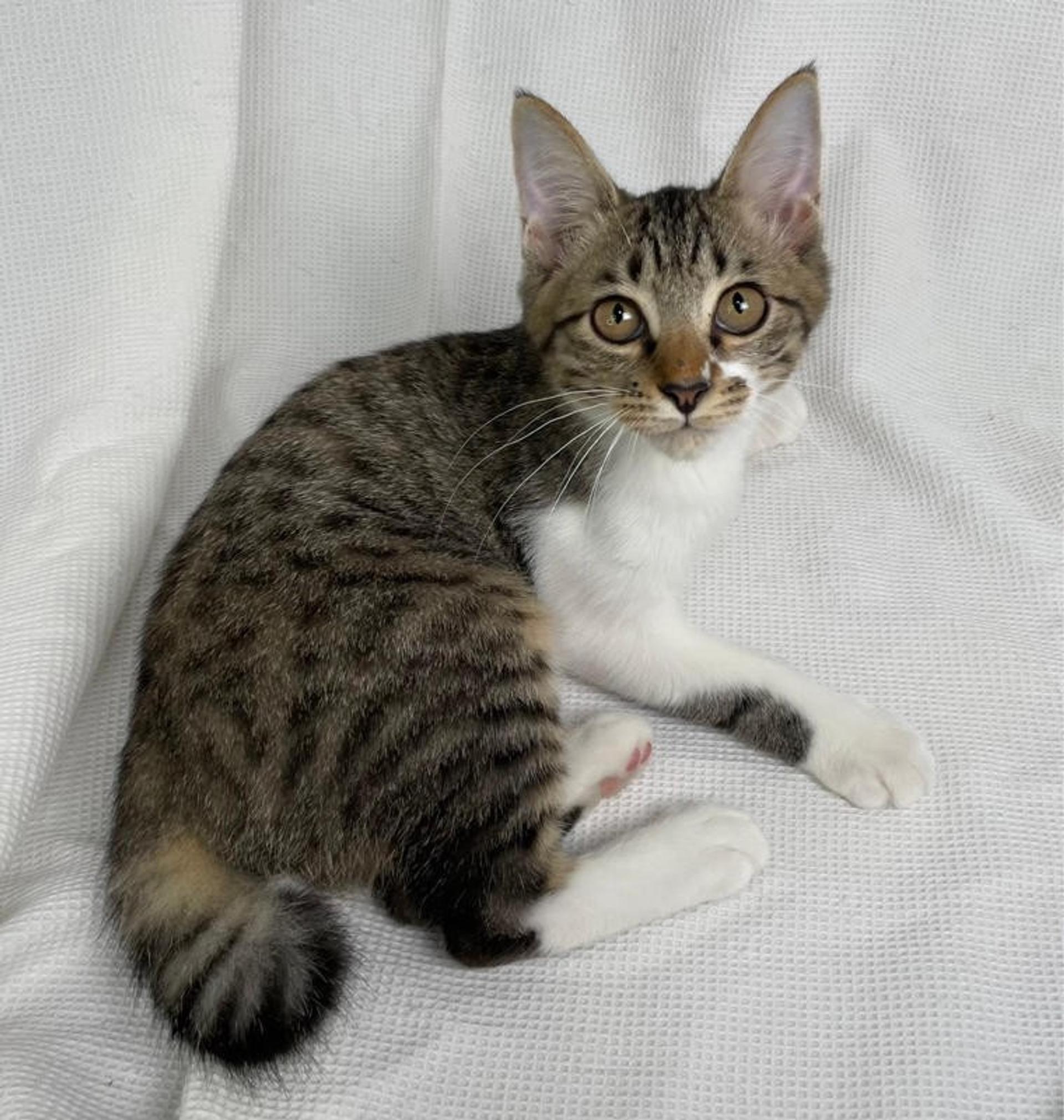 pet-image-3