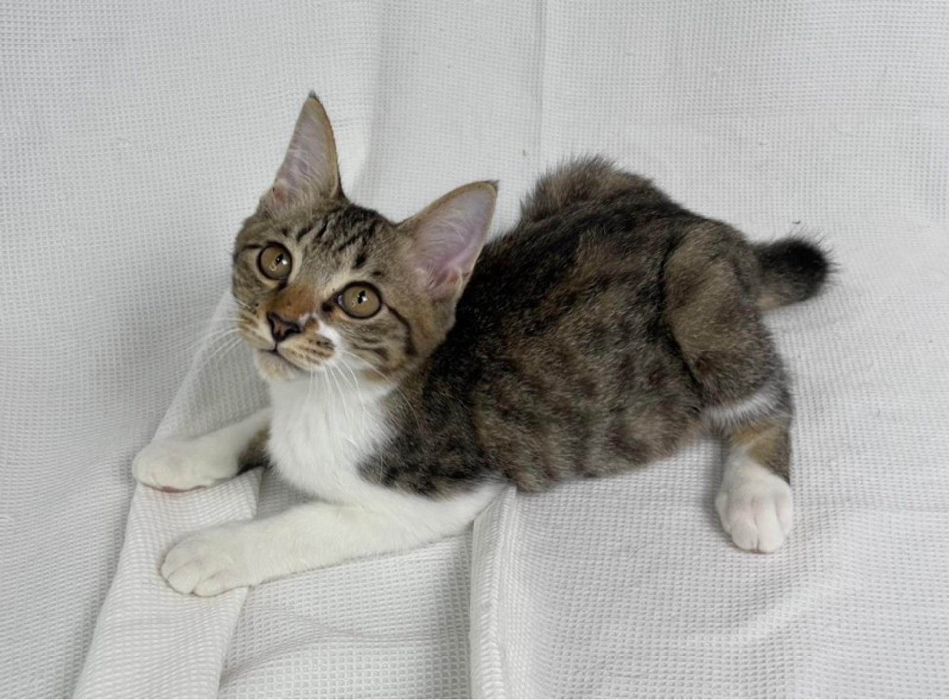 pet-image-4