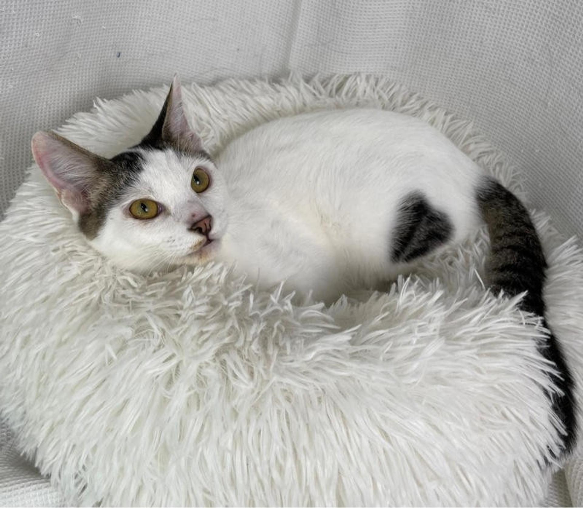 pet-image-3