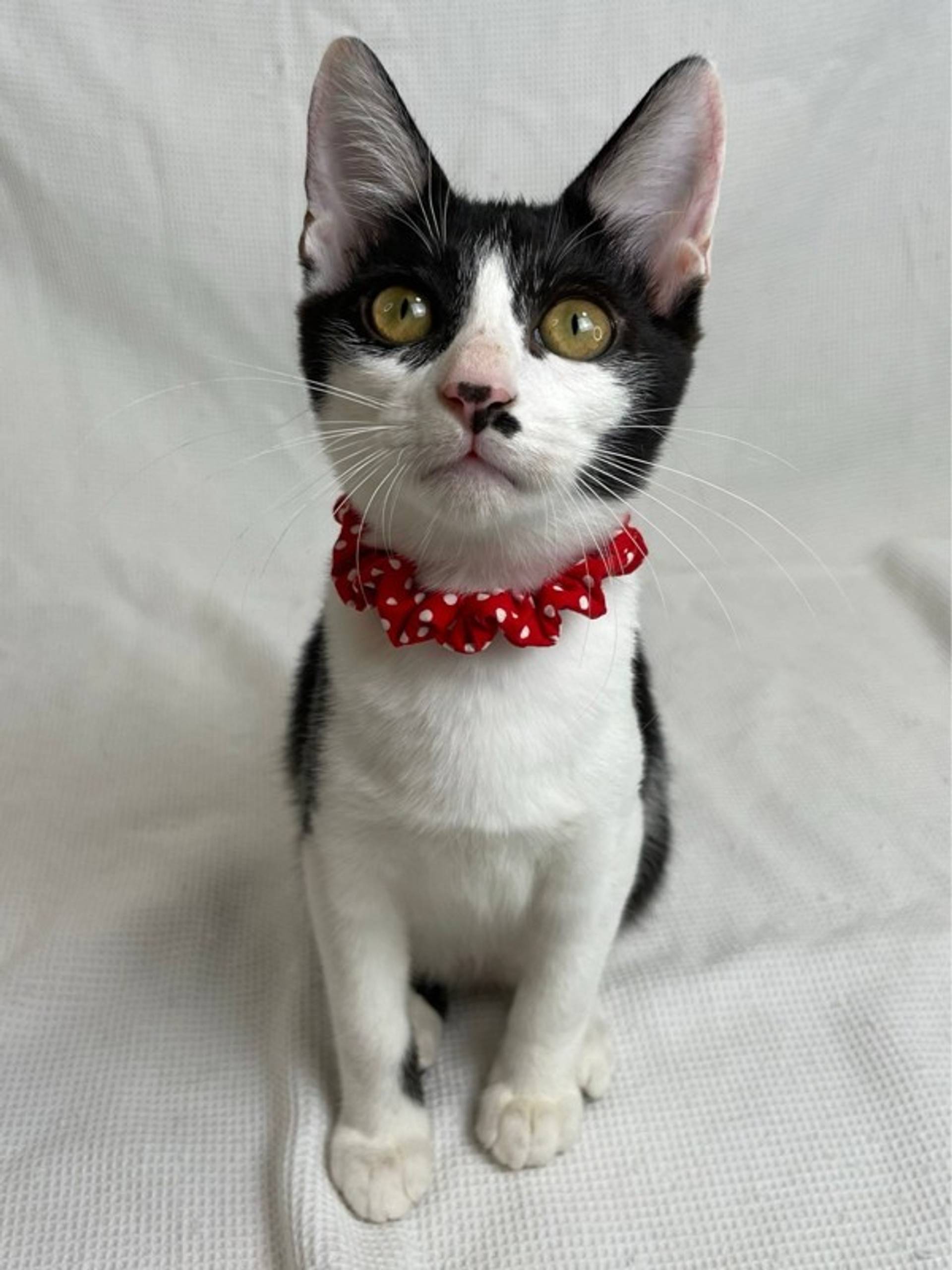 雑種（ミックス猫）・メスの里親募集の写真