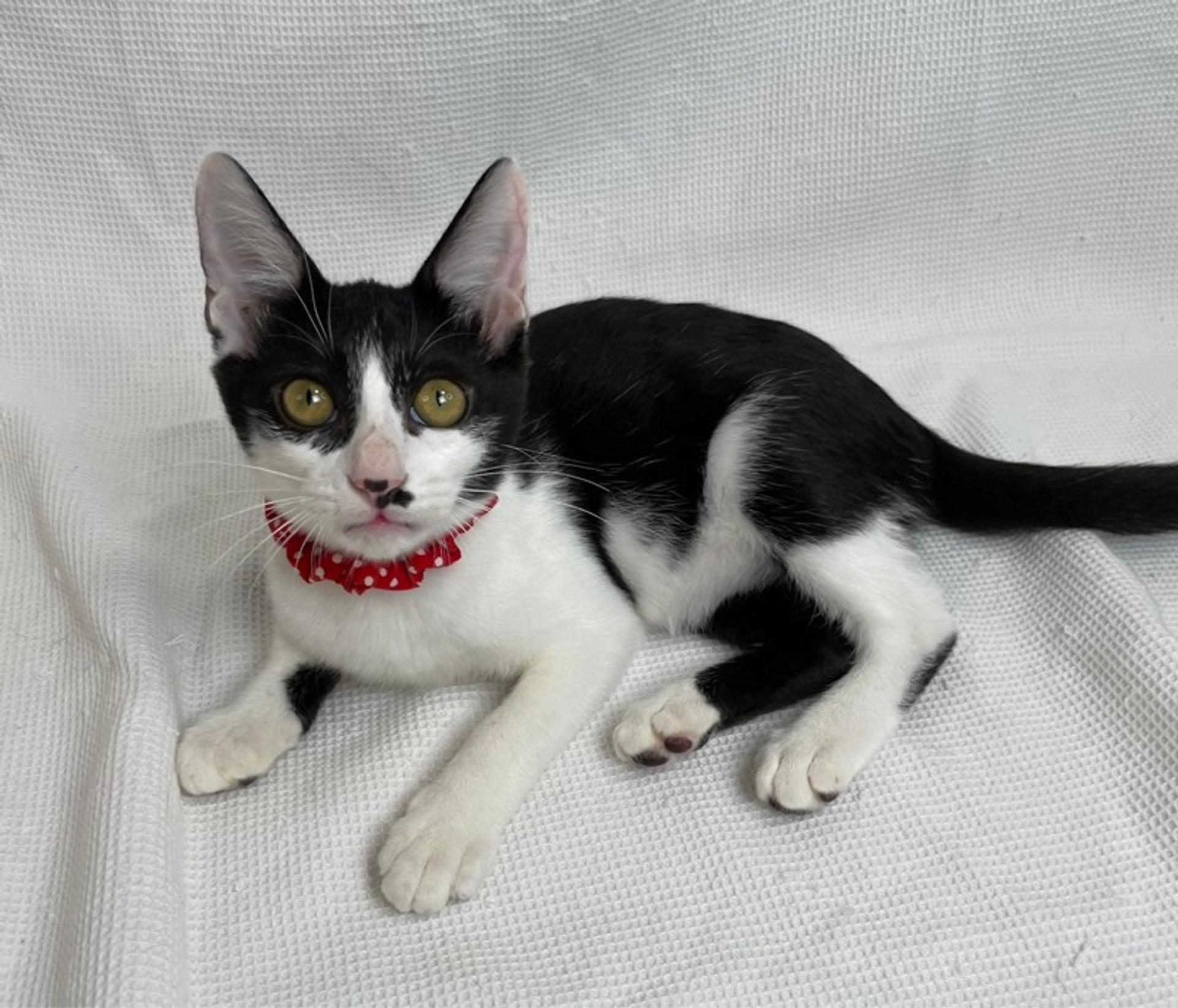 pet-image-3