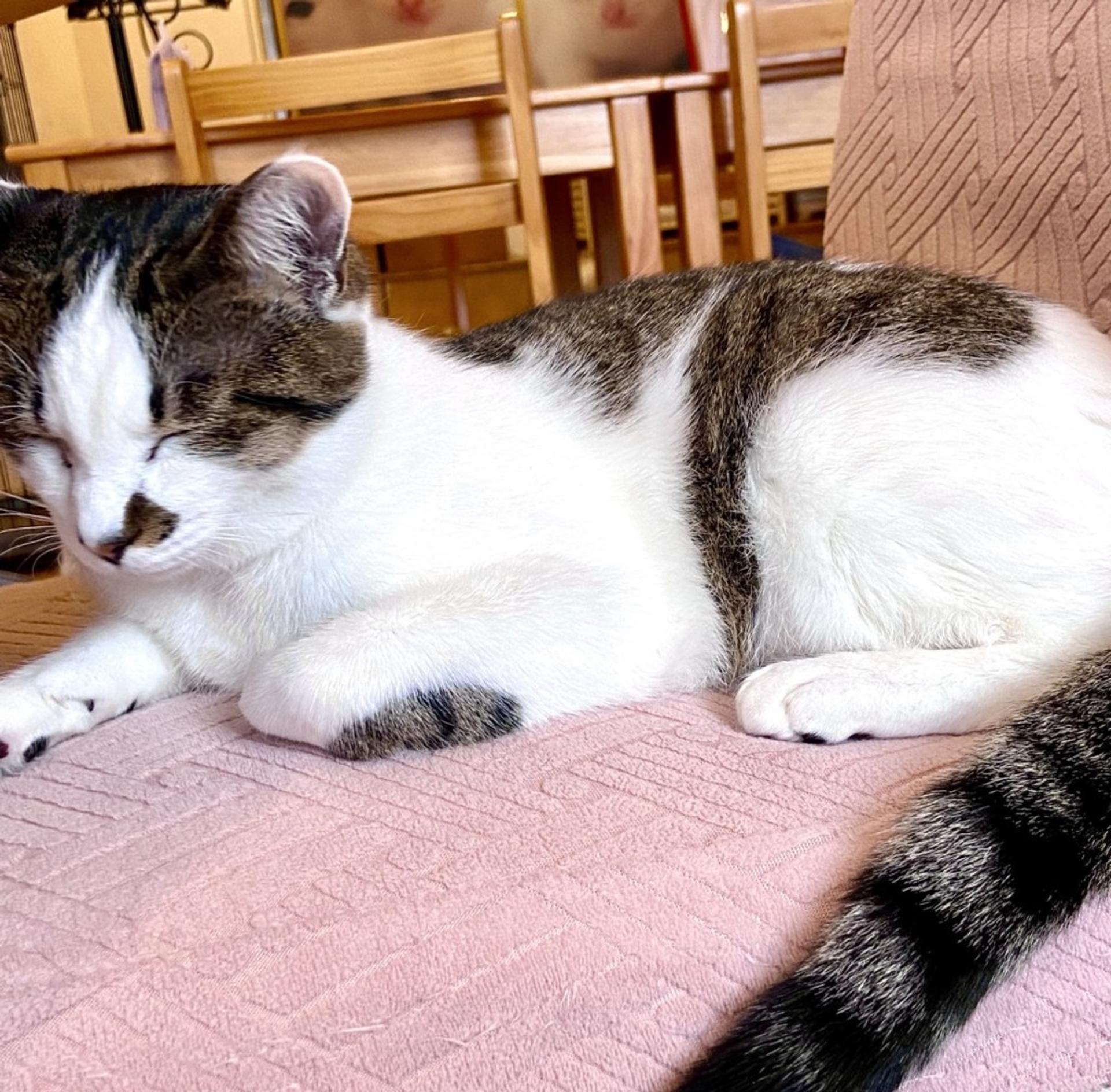 pet-image-2