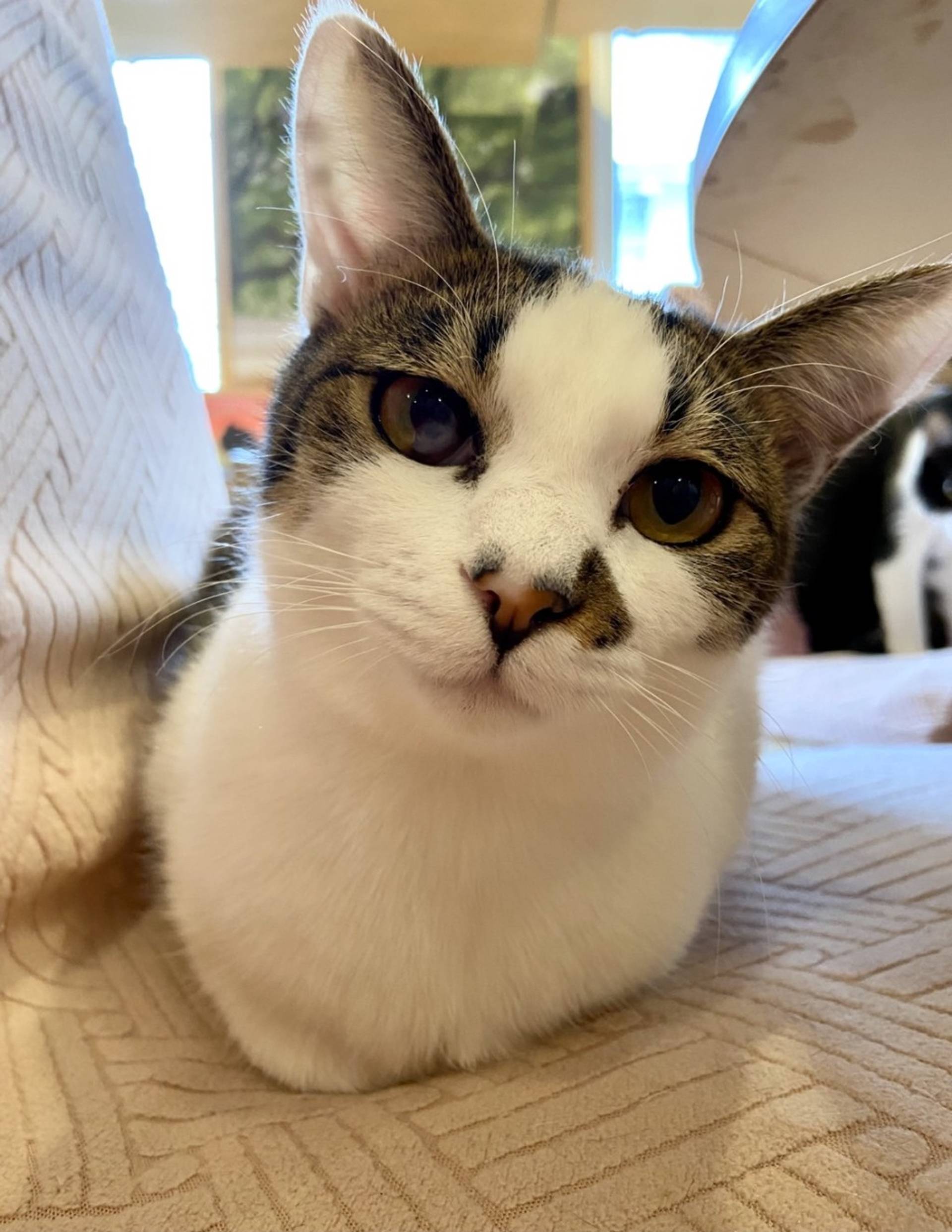 雑種（ミックス猫）・オスの里親募集の写真