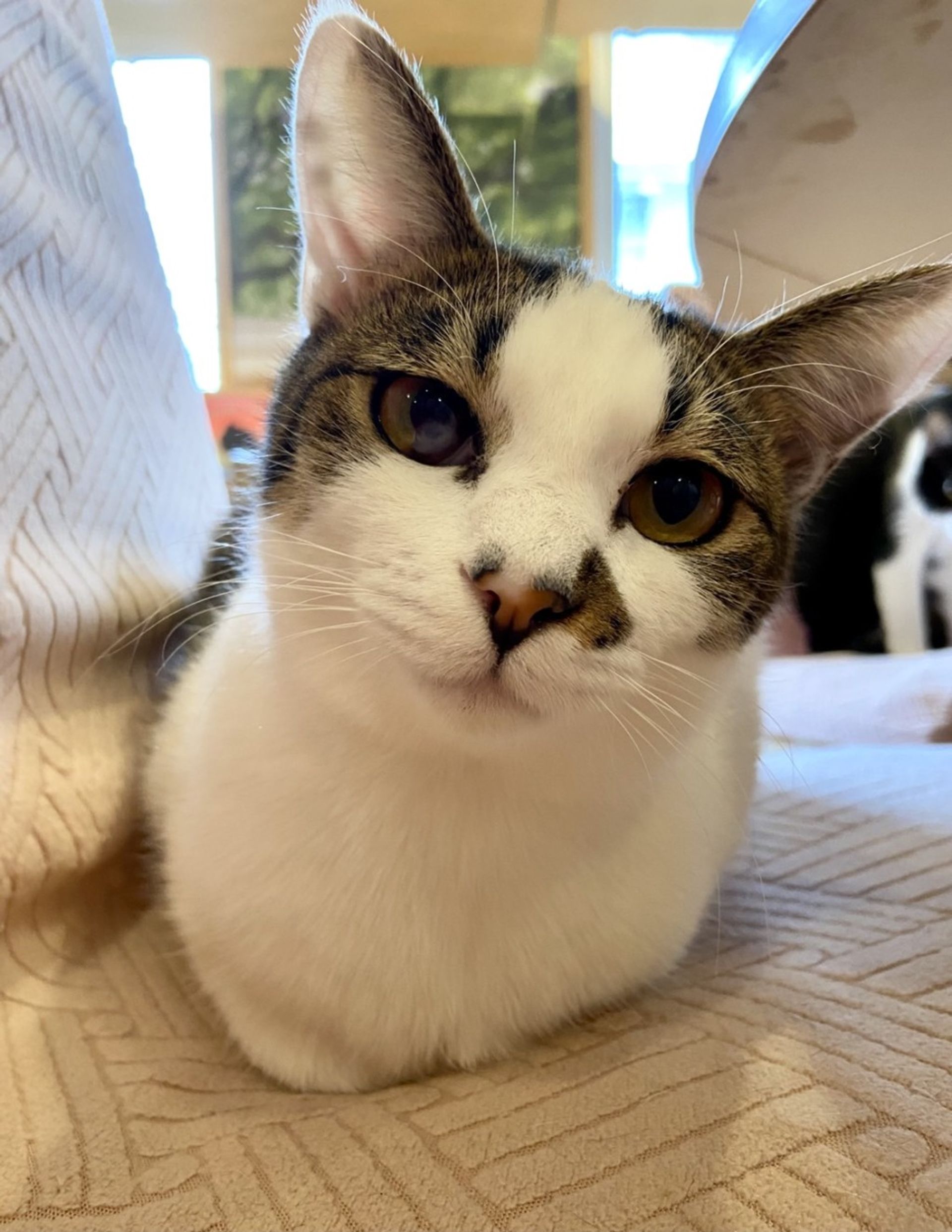 雑種（ミックス猫）・オスの里親募集の写真