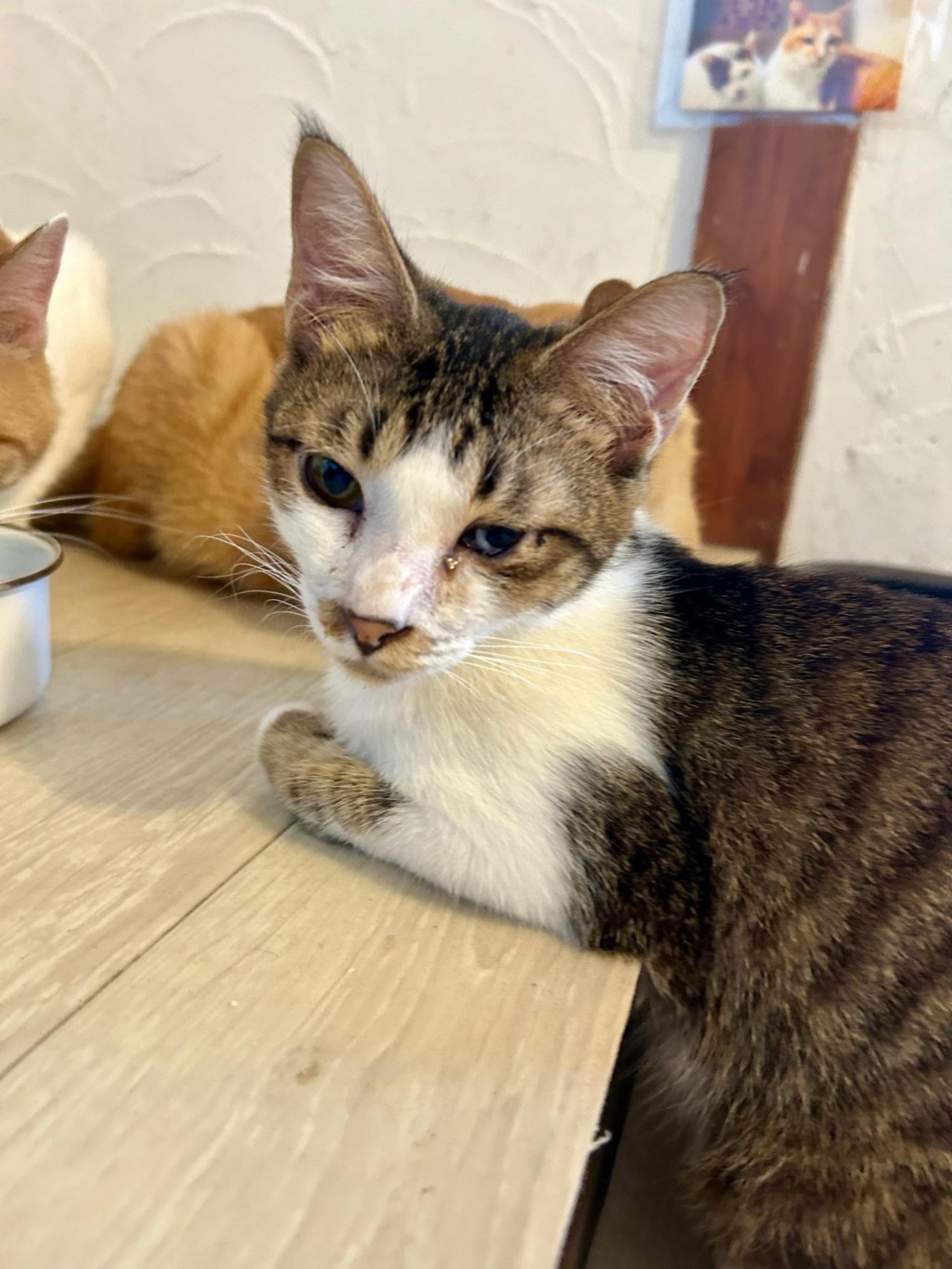 pet-image-8