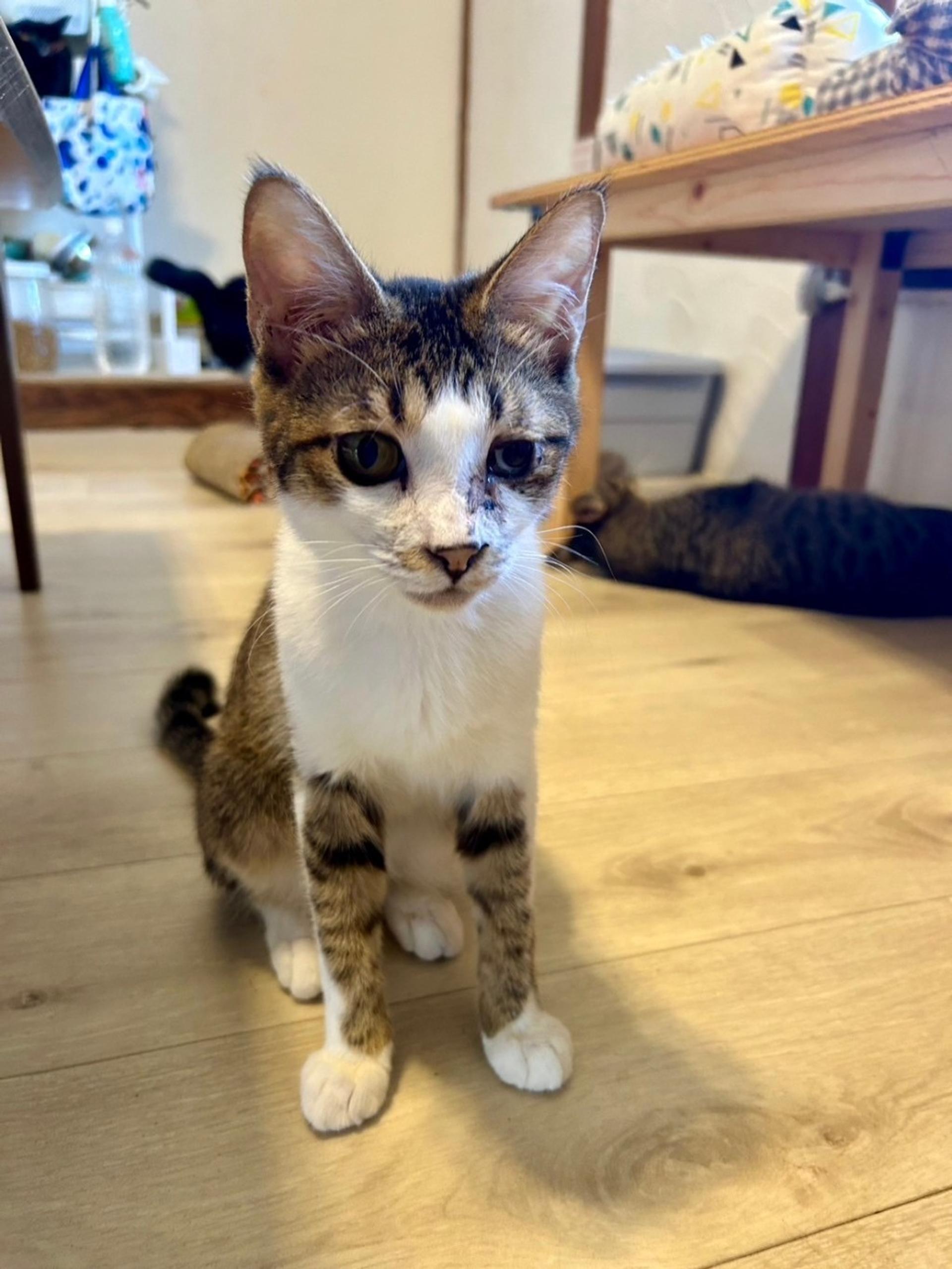 pet-image-7