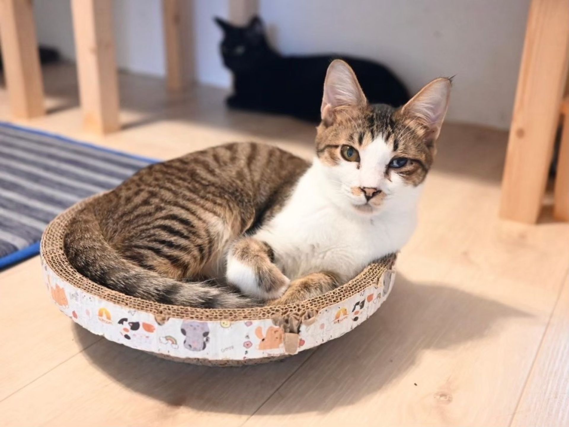 雑種（ミックス猫）・オスの里親募集の写真