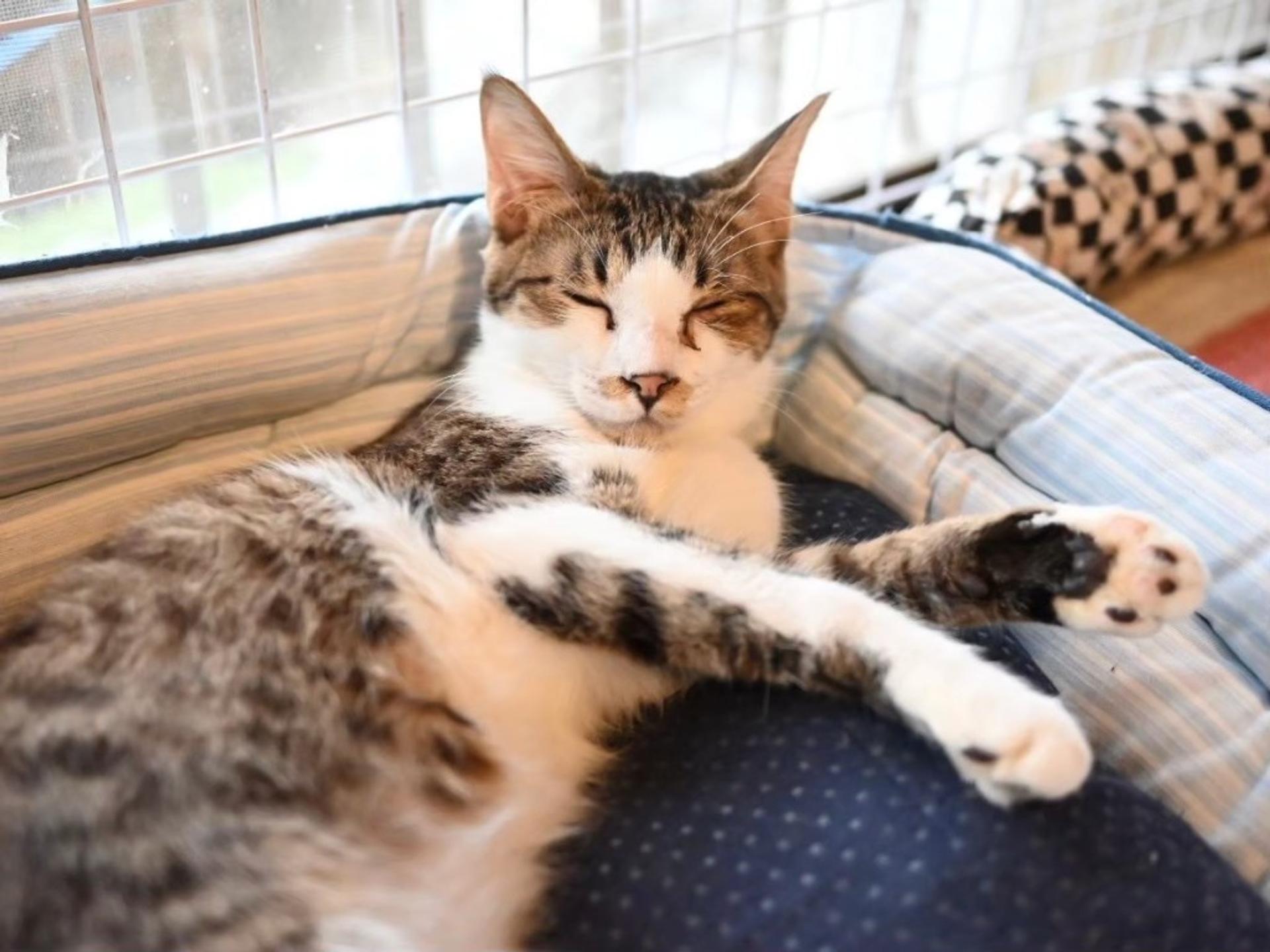 pet-image-5
