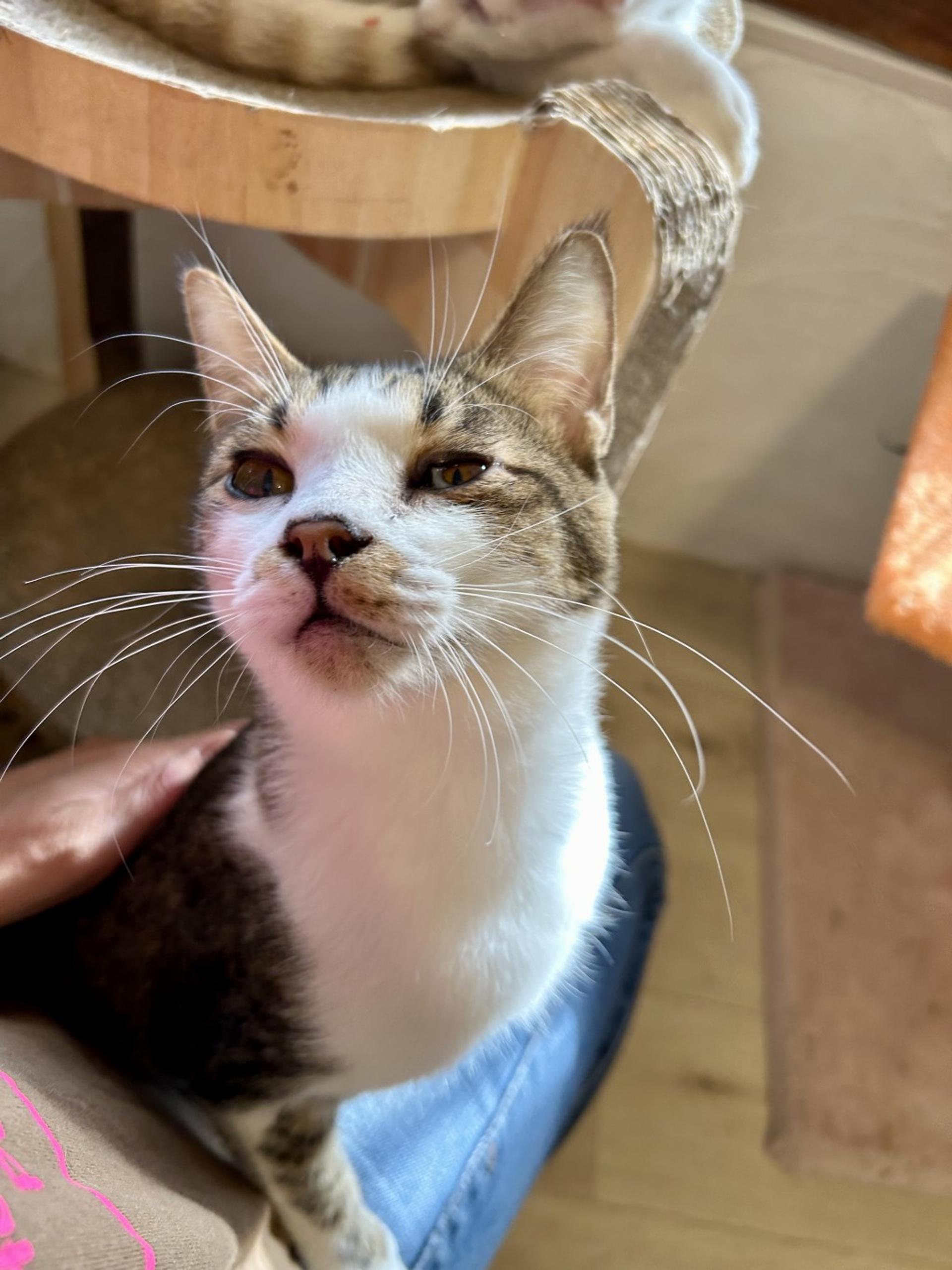 pet-image-4