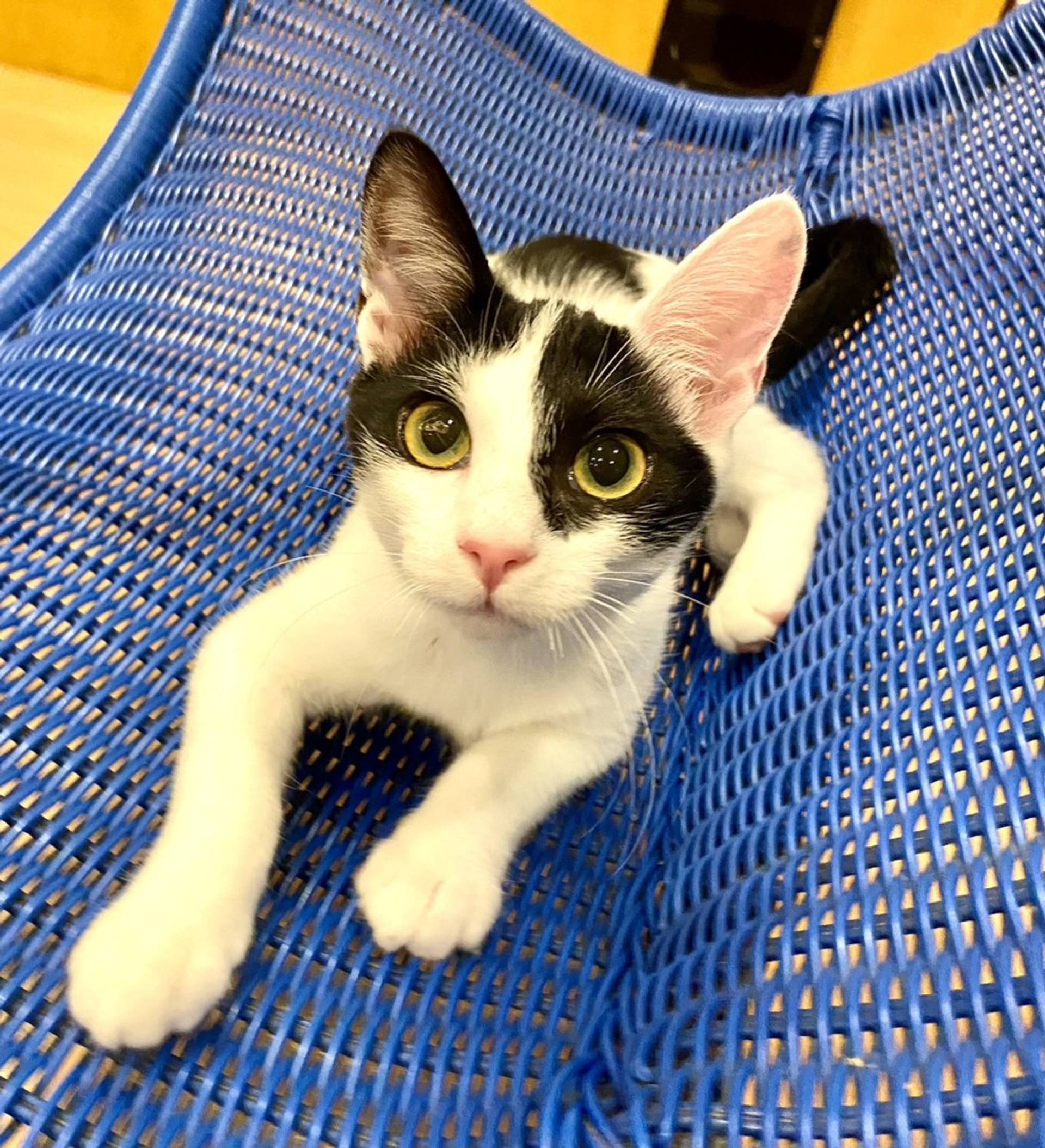 雑種（ミックス猫）・メスの里親募集の写真