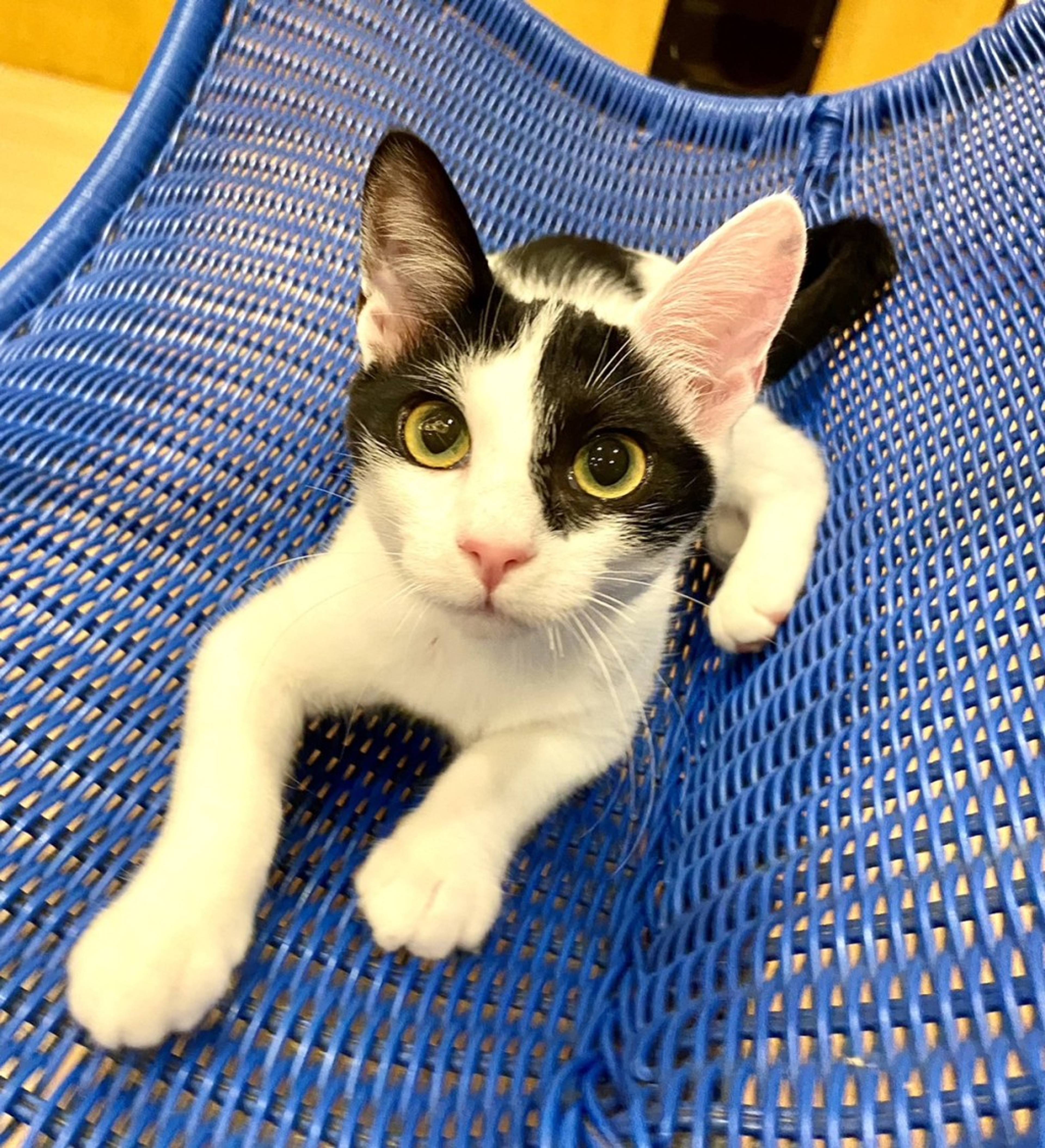 雑種（ミックス猫）・メスの里親募集の写真