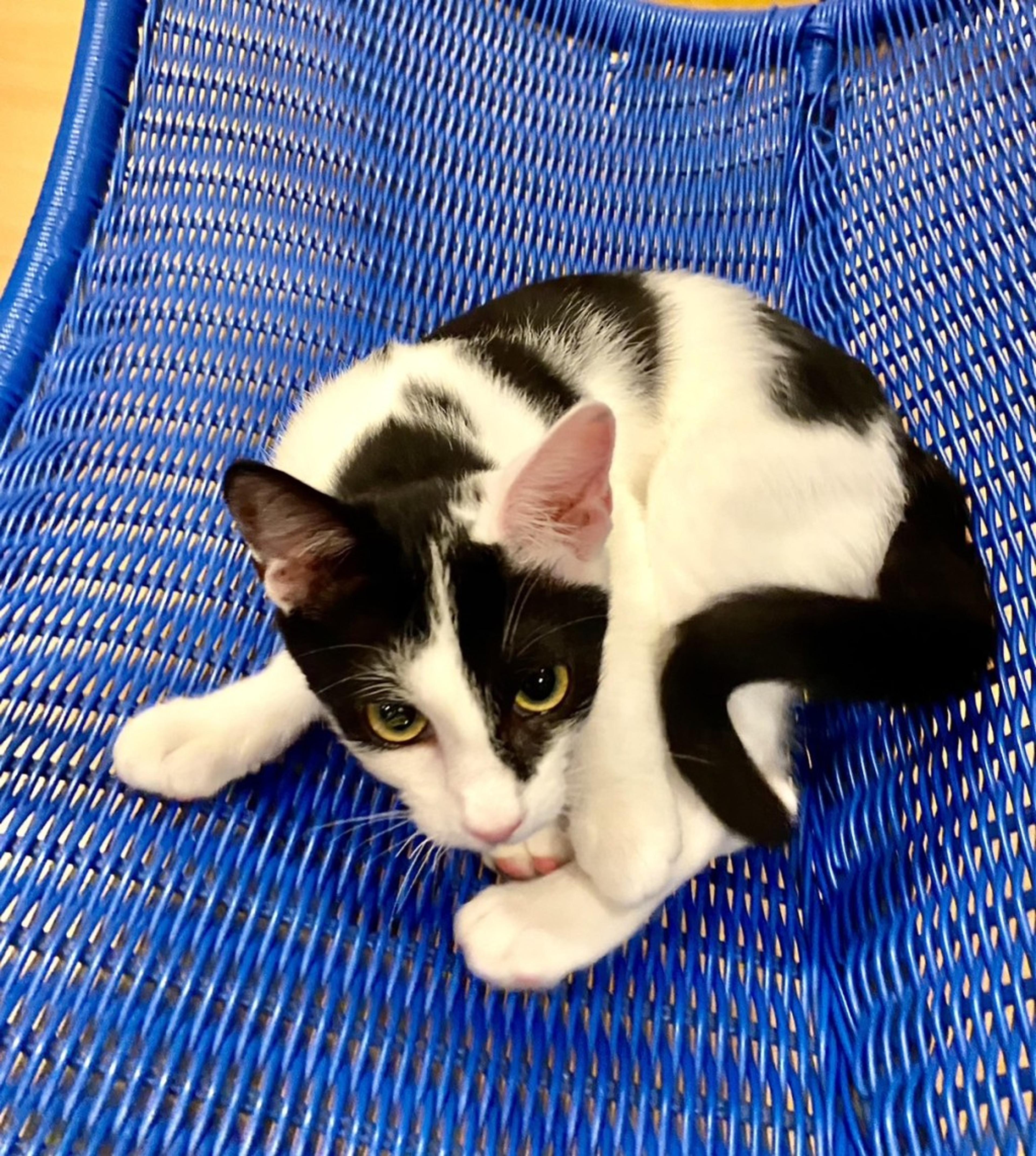 pet-image-2