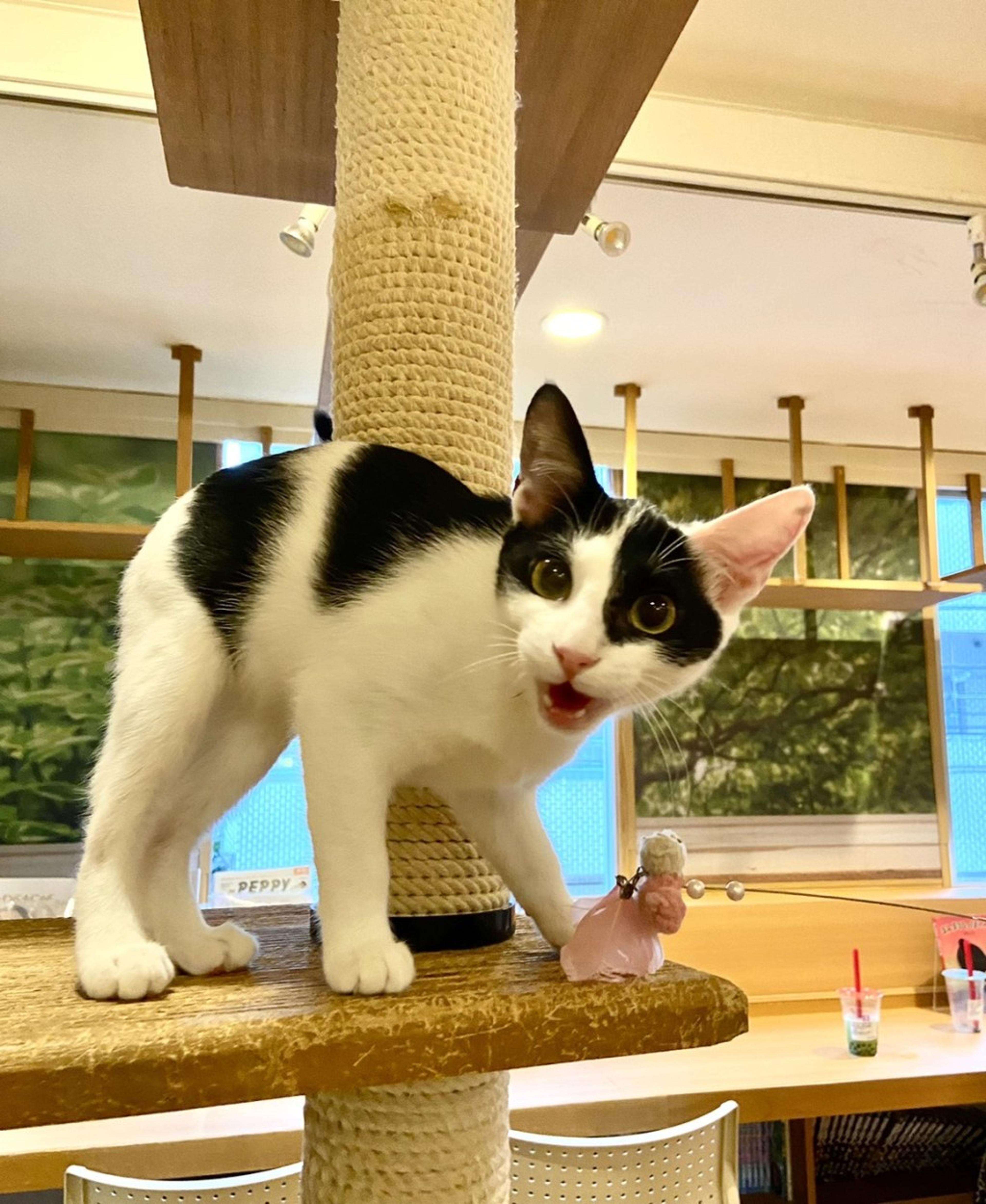 pet-image-3