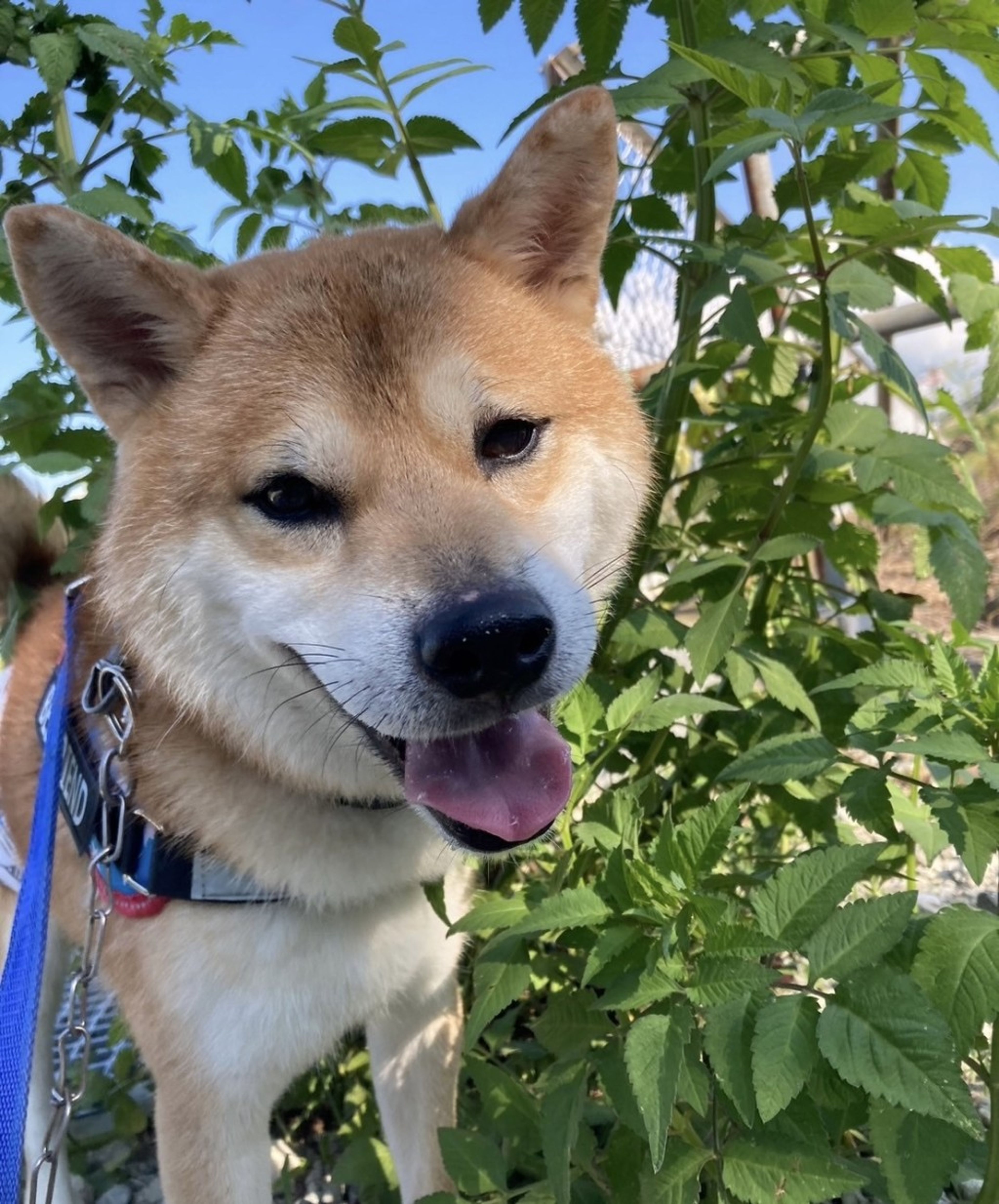 pet-image-5