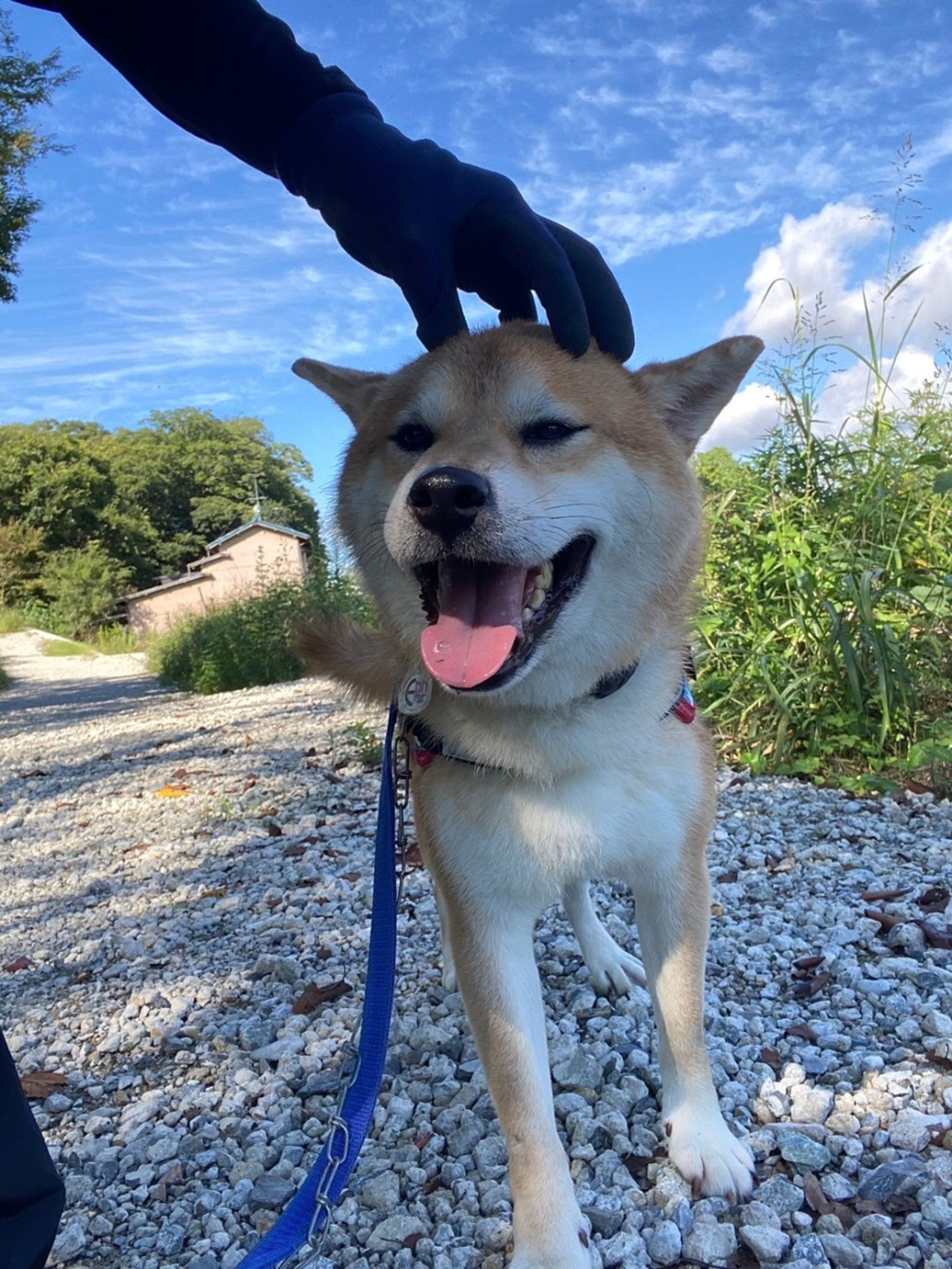 pet-image-6