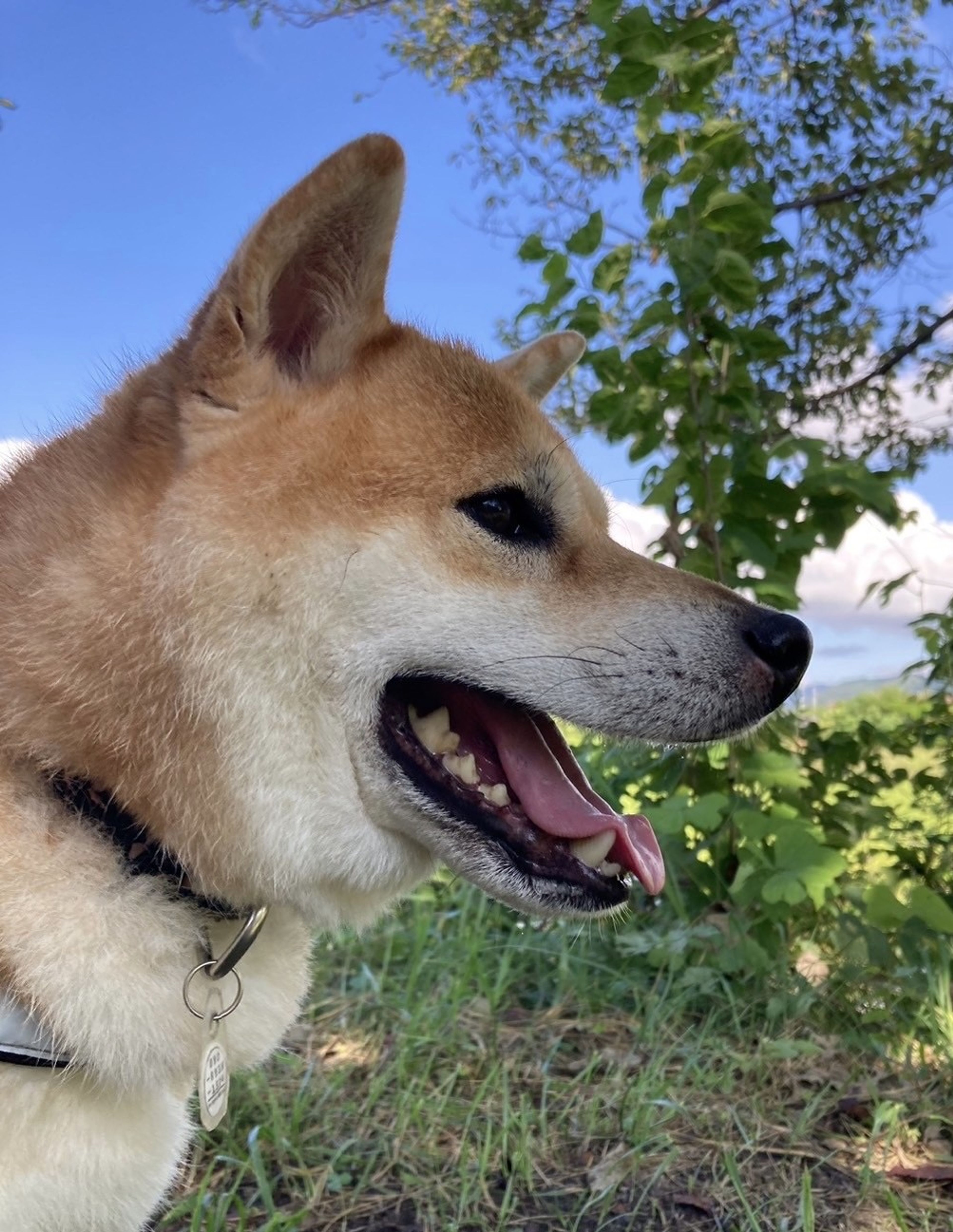 pet-image-10