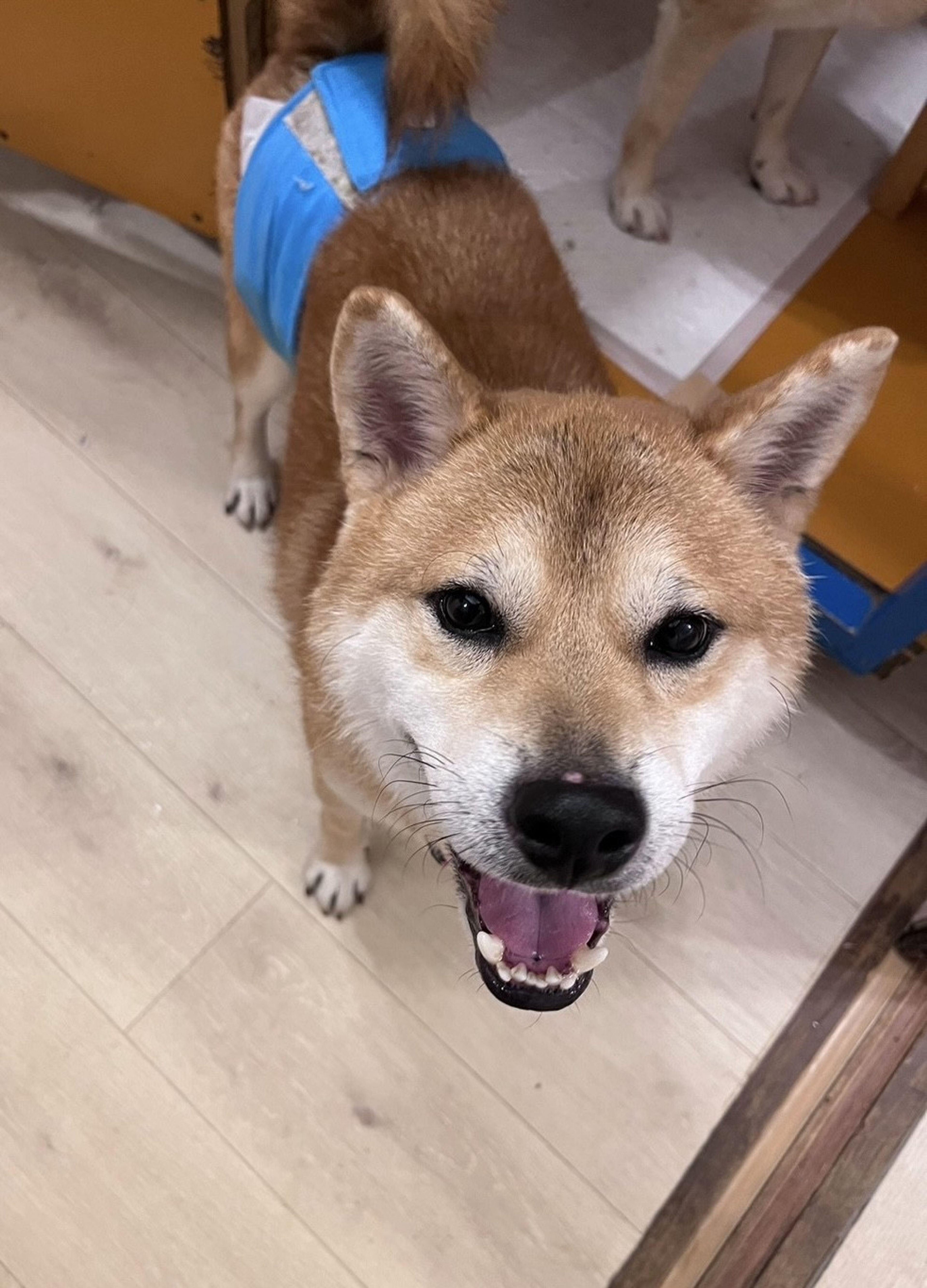 pet-image-7