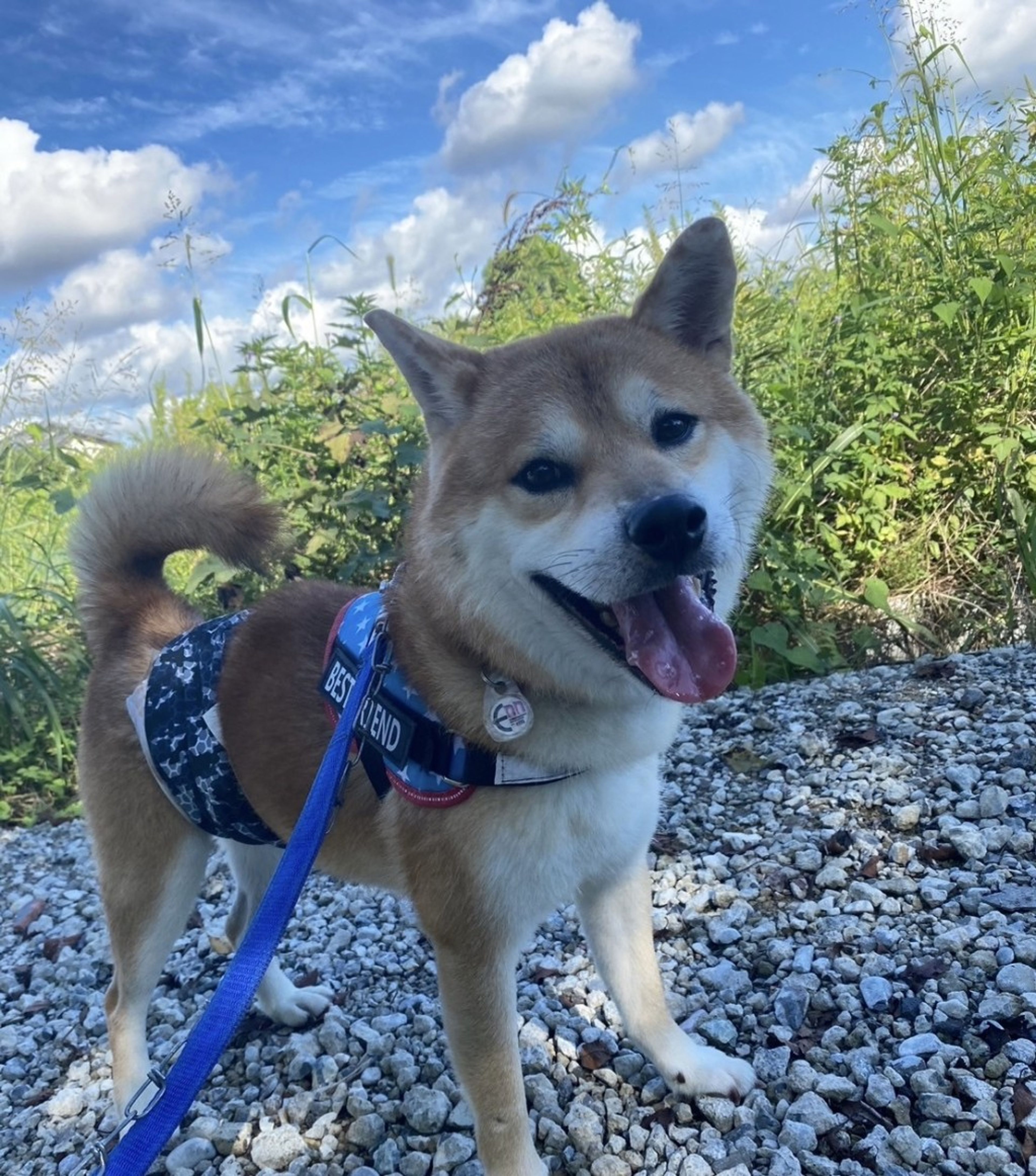 pet-image-8