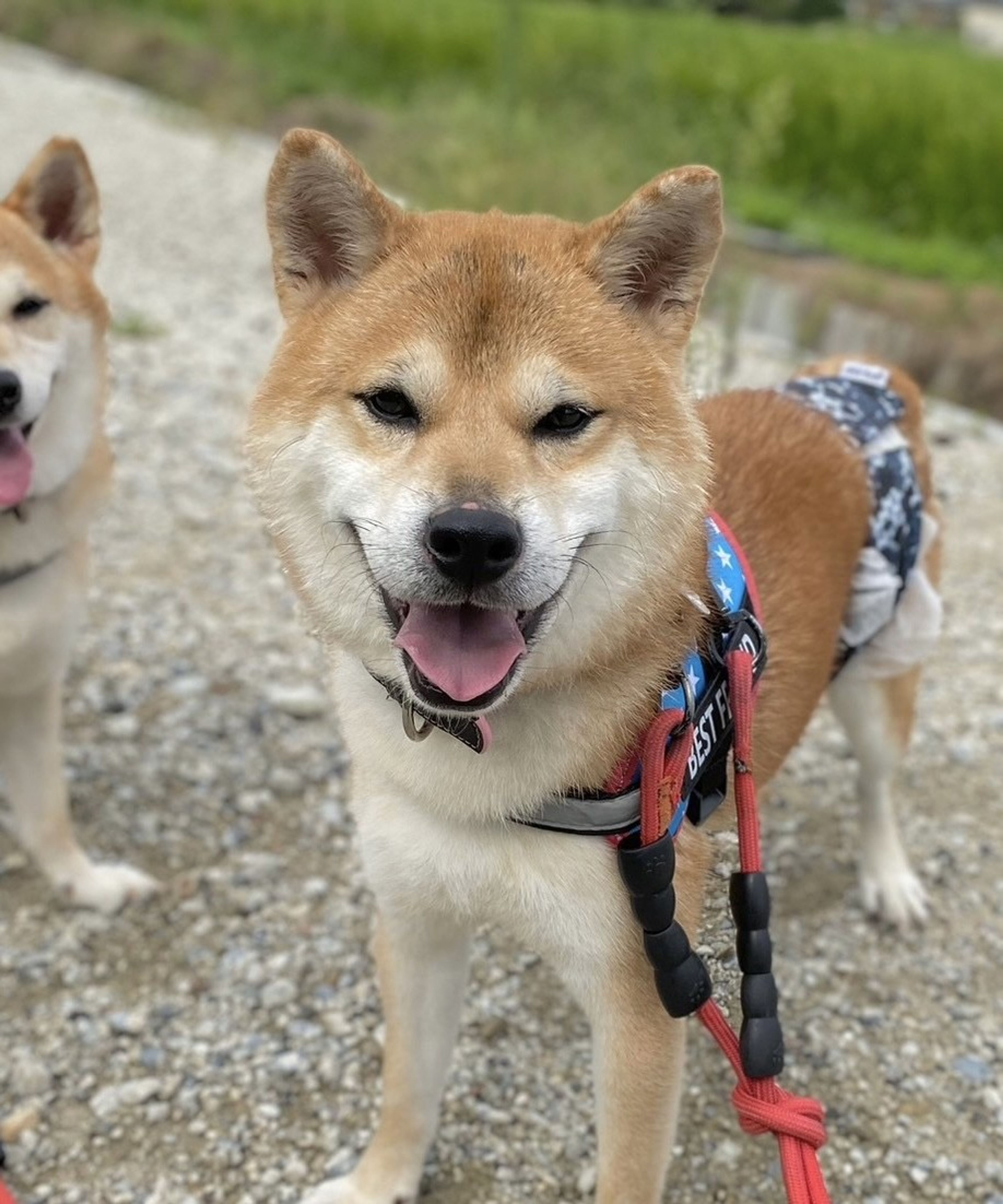 pet-image-9