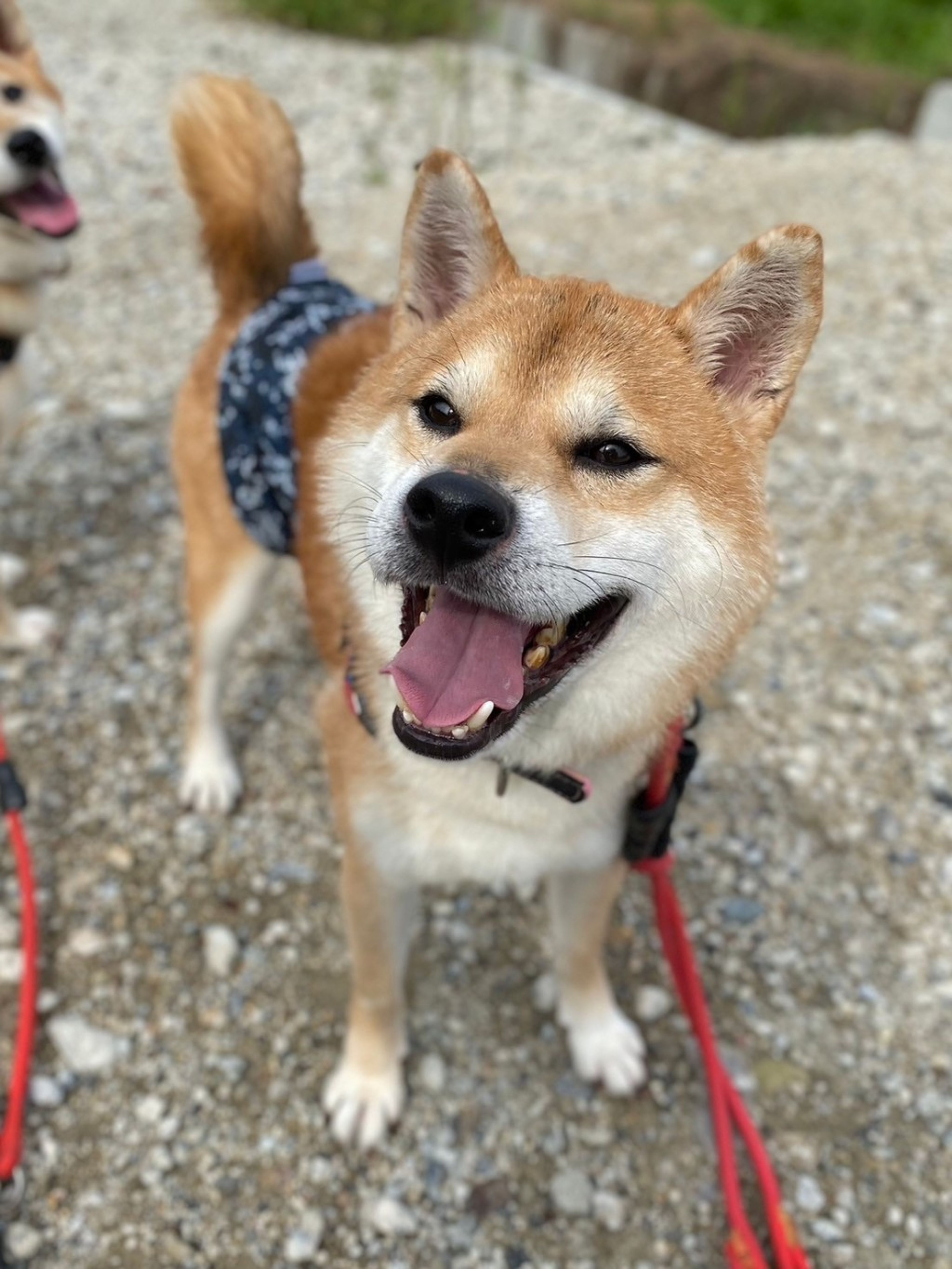 pet-image-3