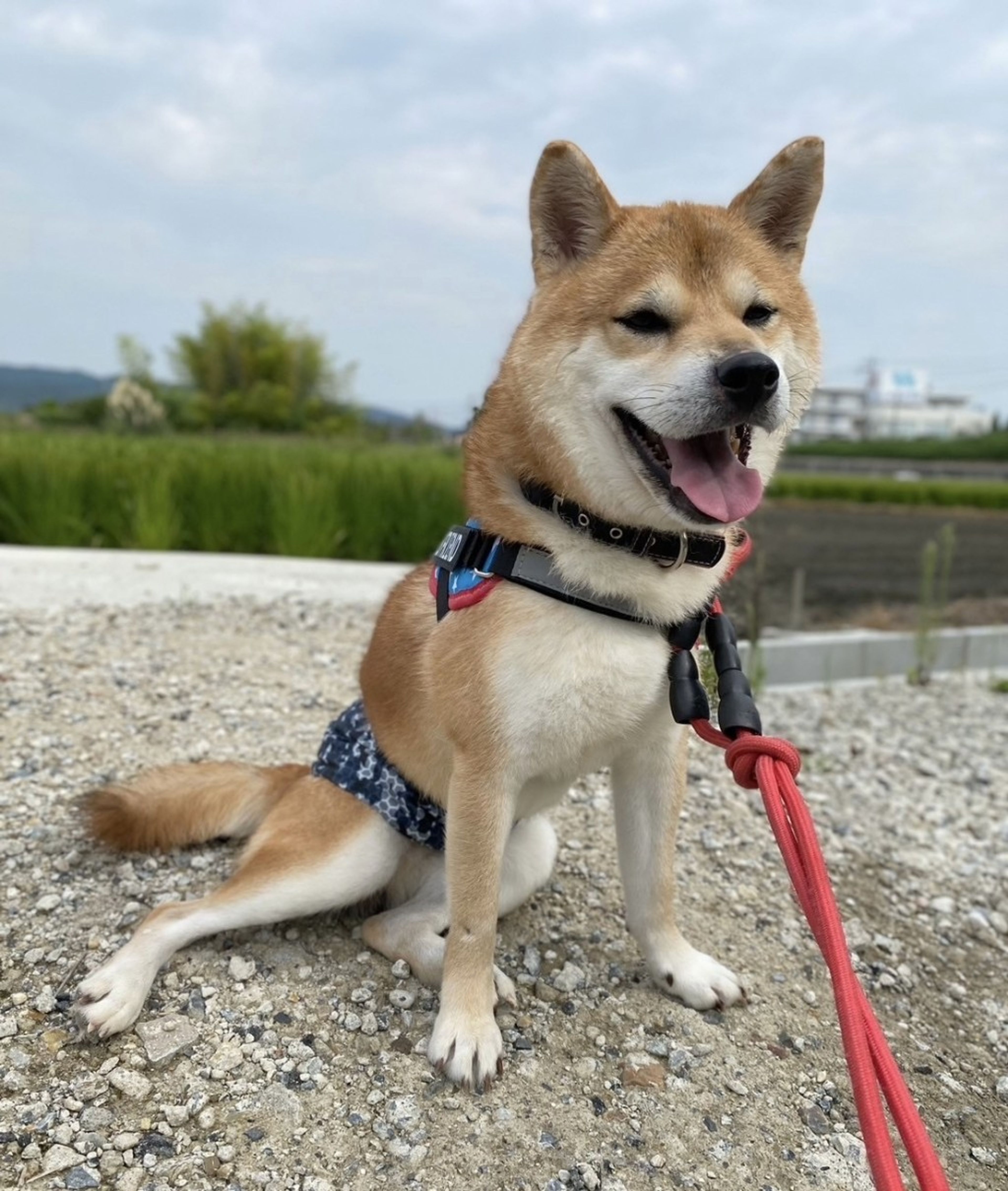 pet-image-4