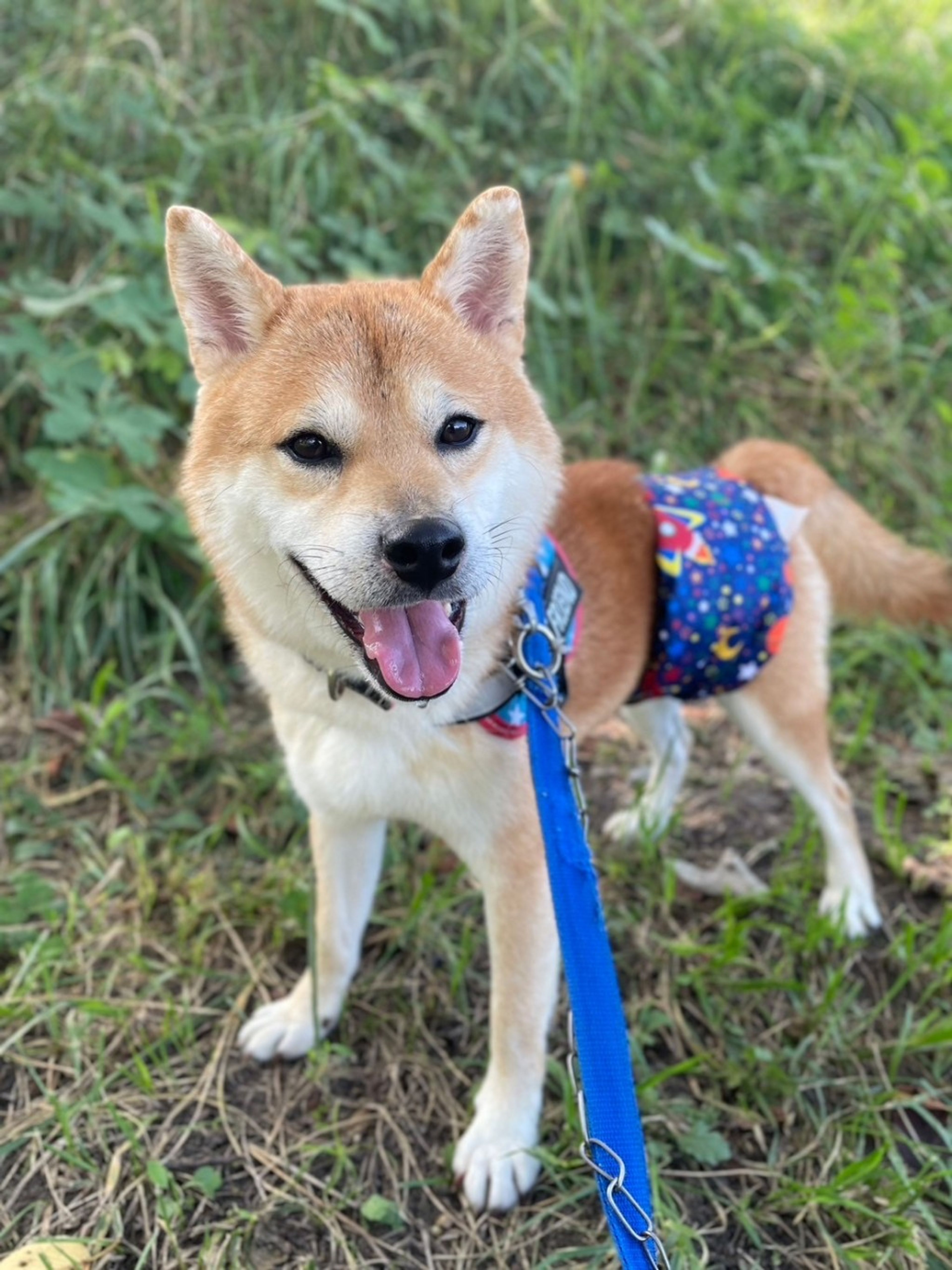柴犬・オスの里親募集の写真