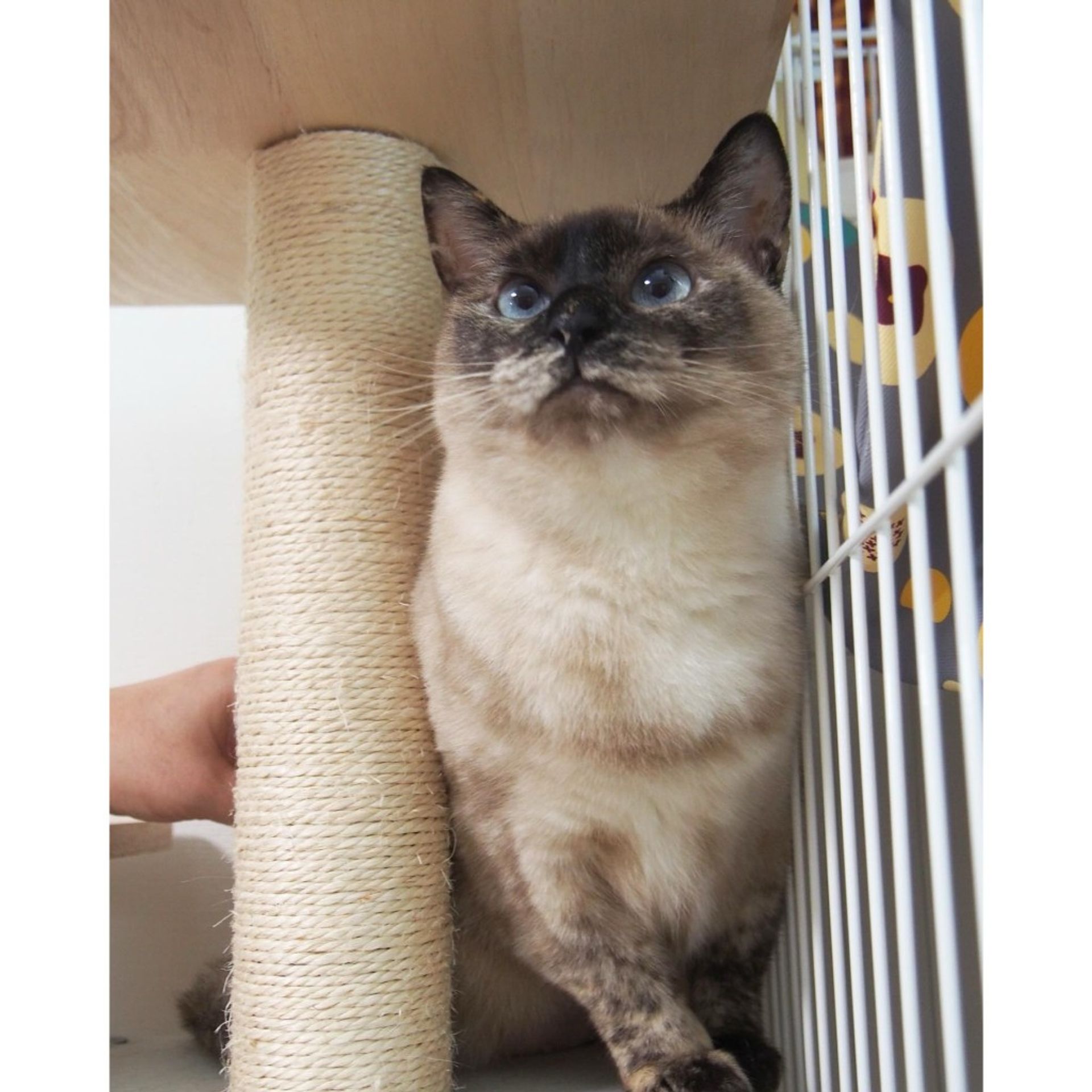 雑種（ミックス猫）・メスの里親募集の写真