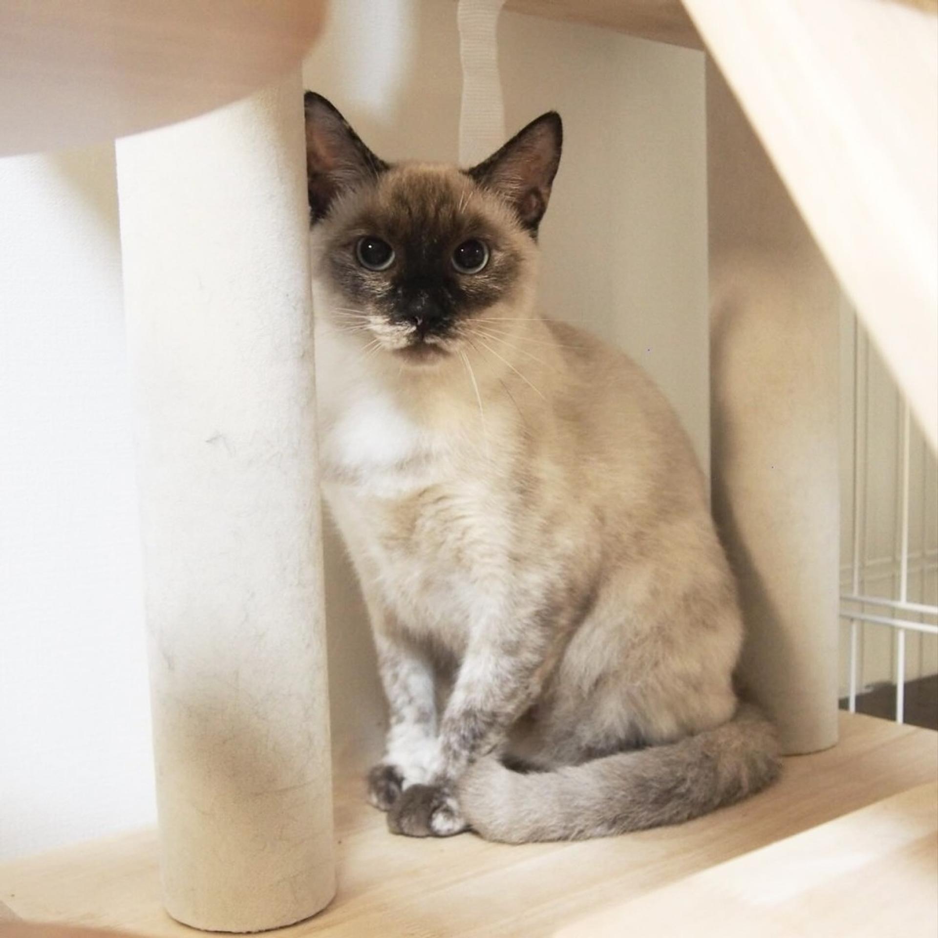 pet-image-7