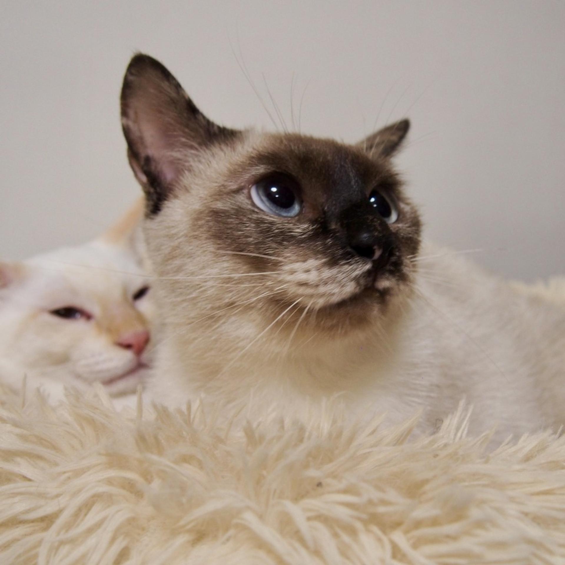 pet-image-8